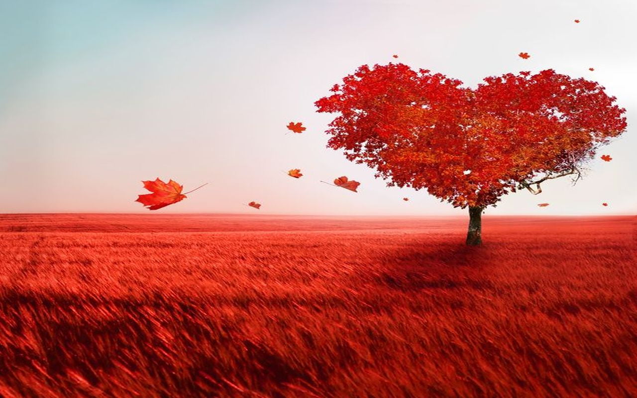 wind  leaves, poinsettia, illustration, Valentines Day, rural Scene, outdoors, red, Photoshop, 720P, autumn, leaf, season, software, nature, Happy, effects, HD Wallpaper