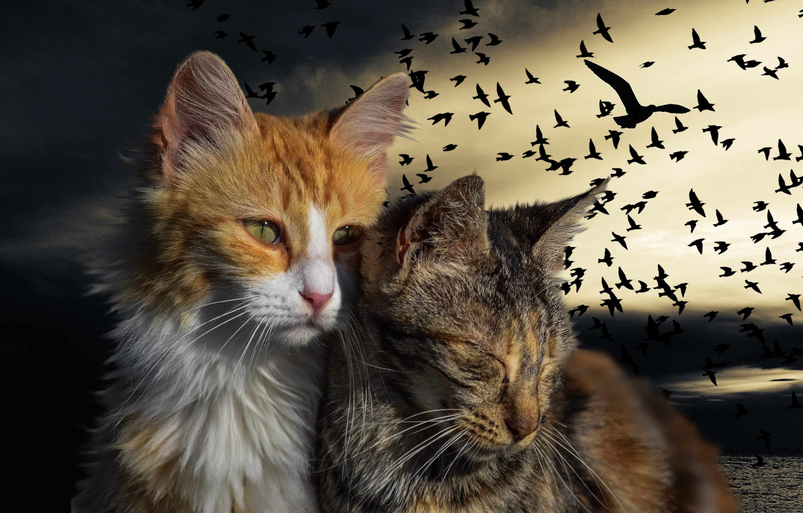 domestic, animal themes, pets, domestic animals, cat, 2K, close-up, mammal, feline, cats, animals in the wild, whisker, flock of birds, no people, indoors, HD Wallpaper