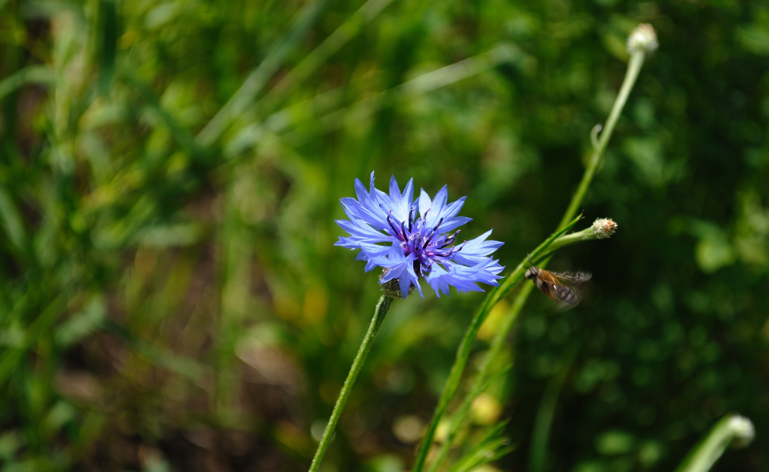 wildflower, flower head, pollination, Nature, no people, insects, focus on foreground, 2K, day, plant, Flowers, inflorescence, flower, pollen, freshness, HD Wallpaper