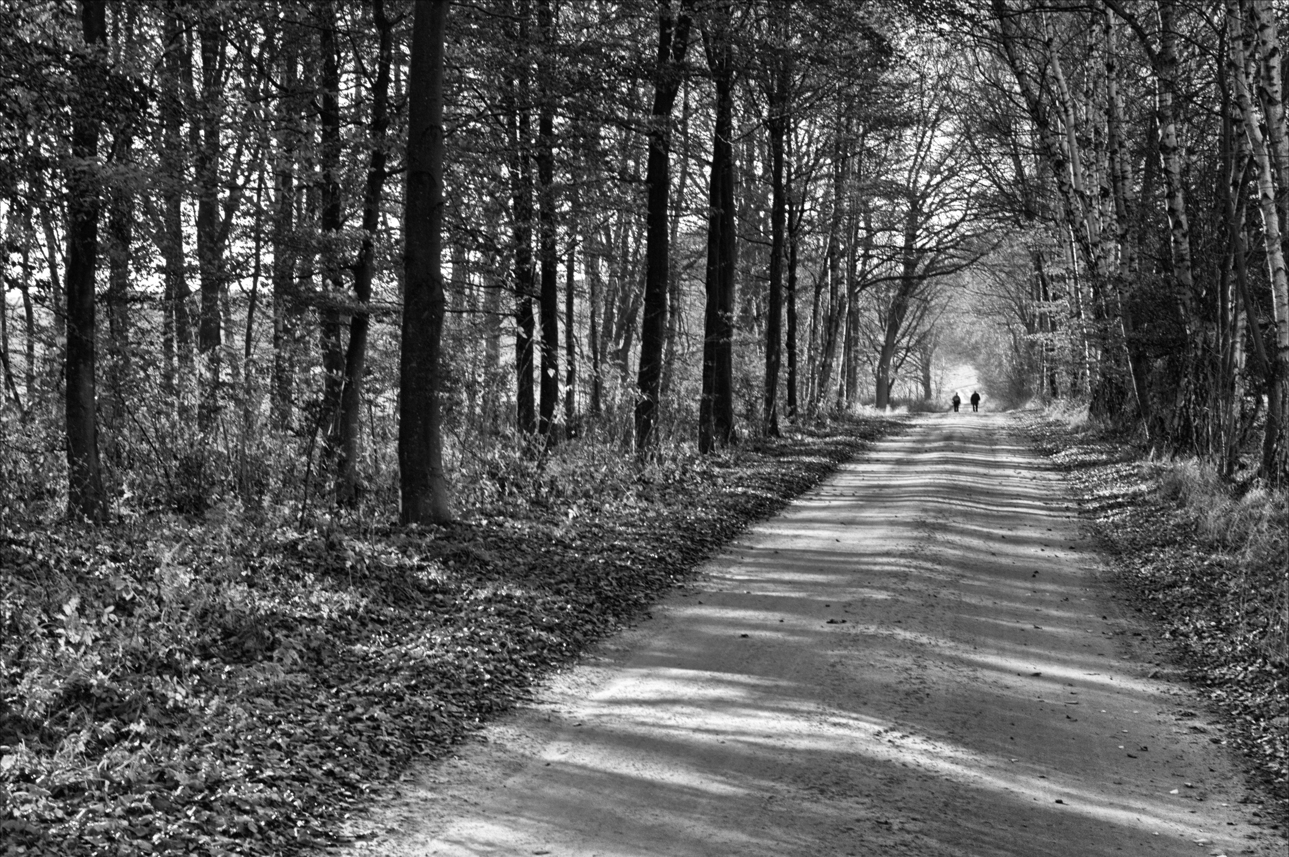 footpath, 4K, forest, Biogon, ZM, g2c, couple, scenics, rural Scene, gimp, grayscale, T* 2, woman, beech forest, dirt road, woodland, A12, beech  forest, HD Wallpaper