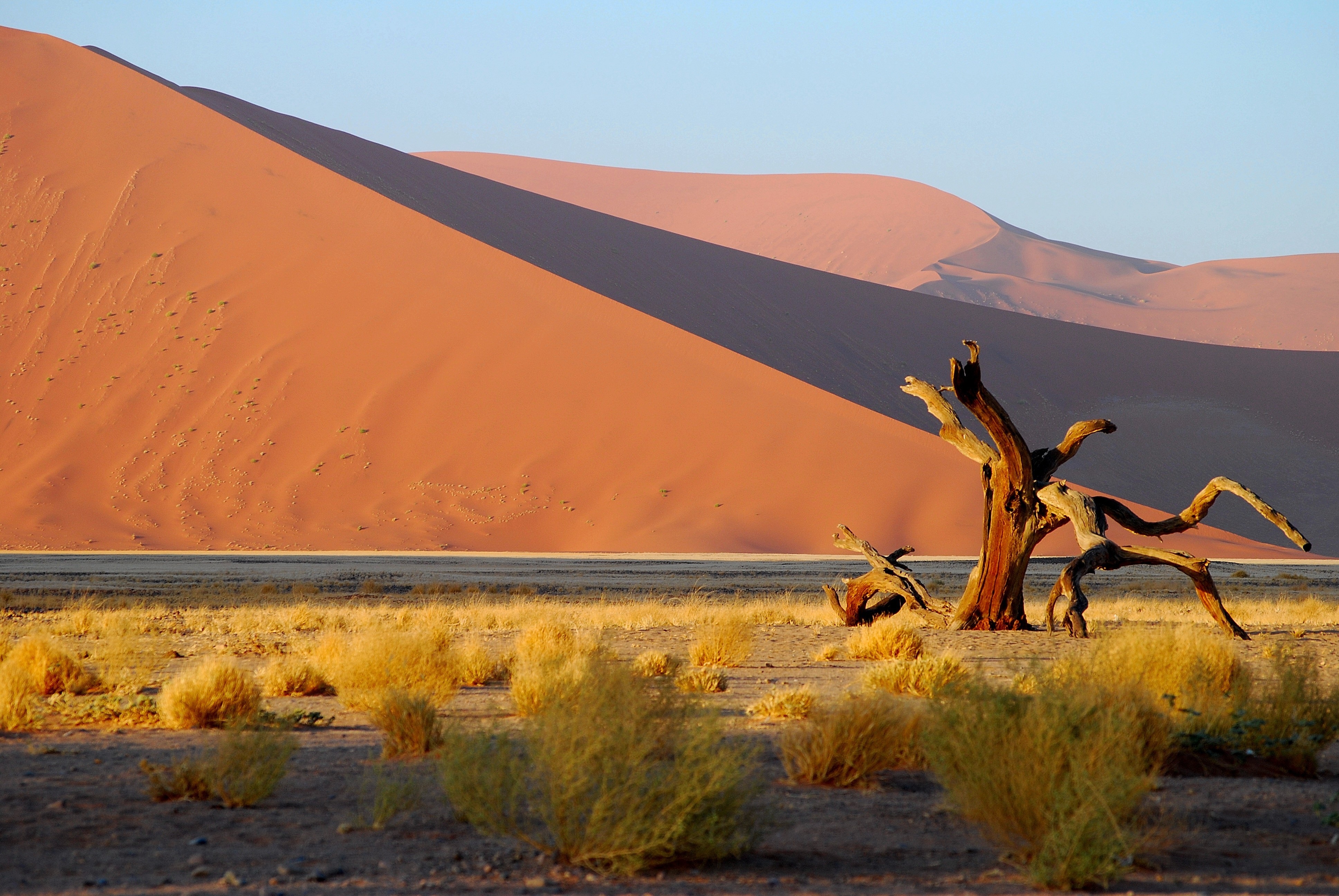 non-urban scene, sand dune, land, sky, tree, outdoors, animal, scenics - nature, herbivorous, landscape, beauty in nature, mammal, roter sand, animal themes, HD Wallpaper