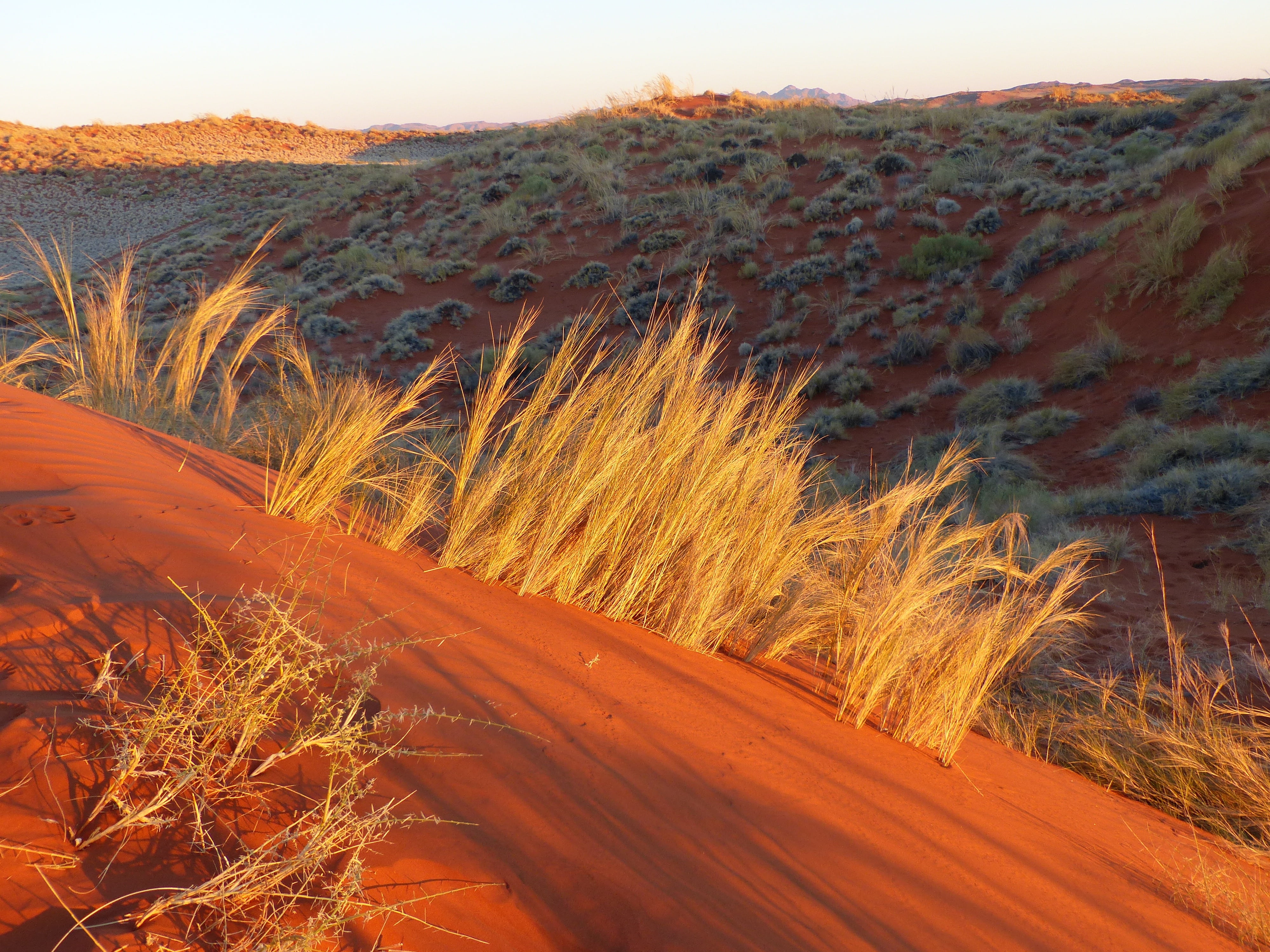 field, roter sand, sand Dune, plant, desert, no people, non-urban scene, 4K, agriculture, landscape, grass, sunset, orange color, land, tranquility, arid climate, HD Wallpaper