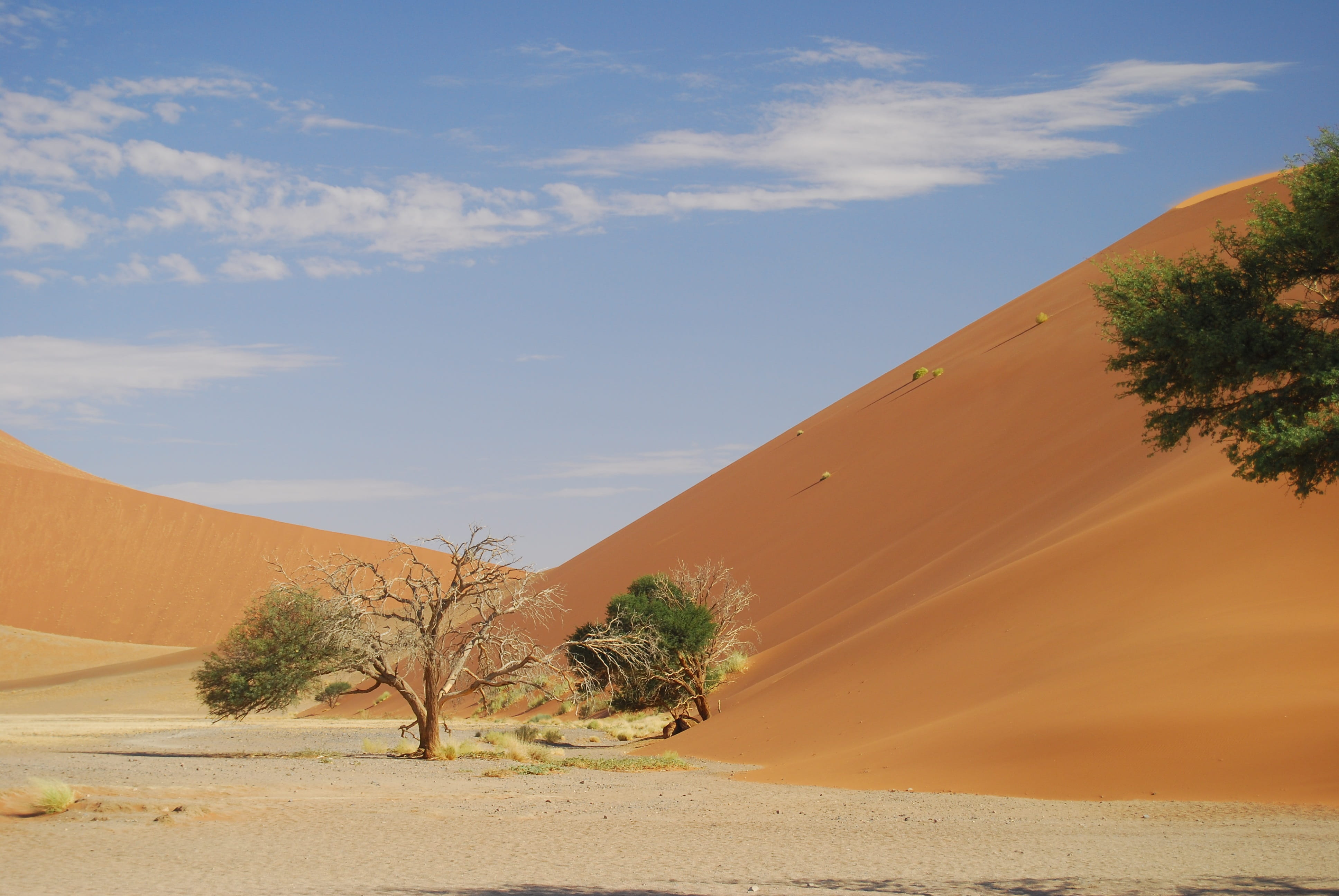 dead trees, sky, sand dune, africa, no people, nature, blue, landscape, non-urban scene, cloud - sky, environment, tranquil scene, Sand, sossusflei, scenics, HD Wallpaper