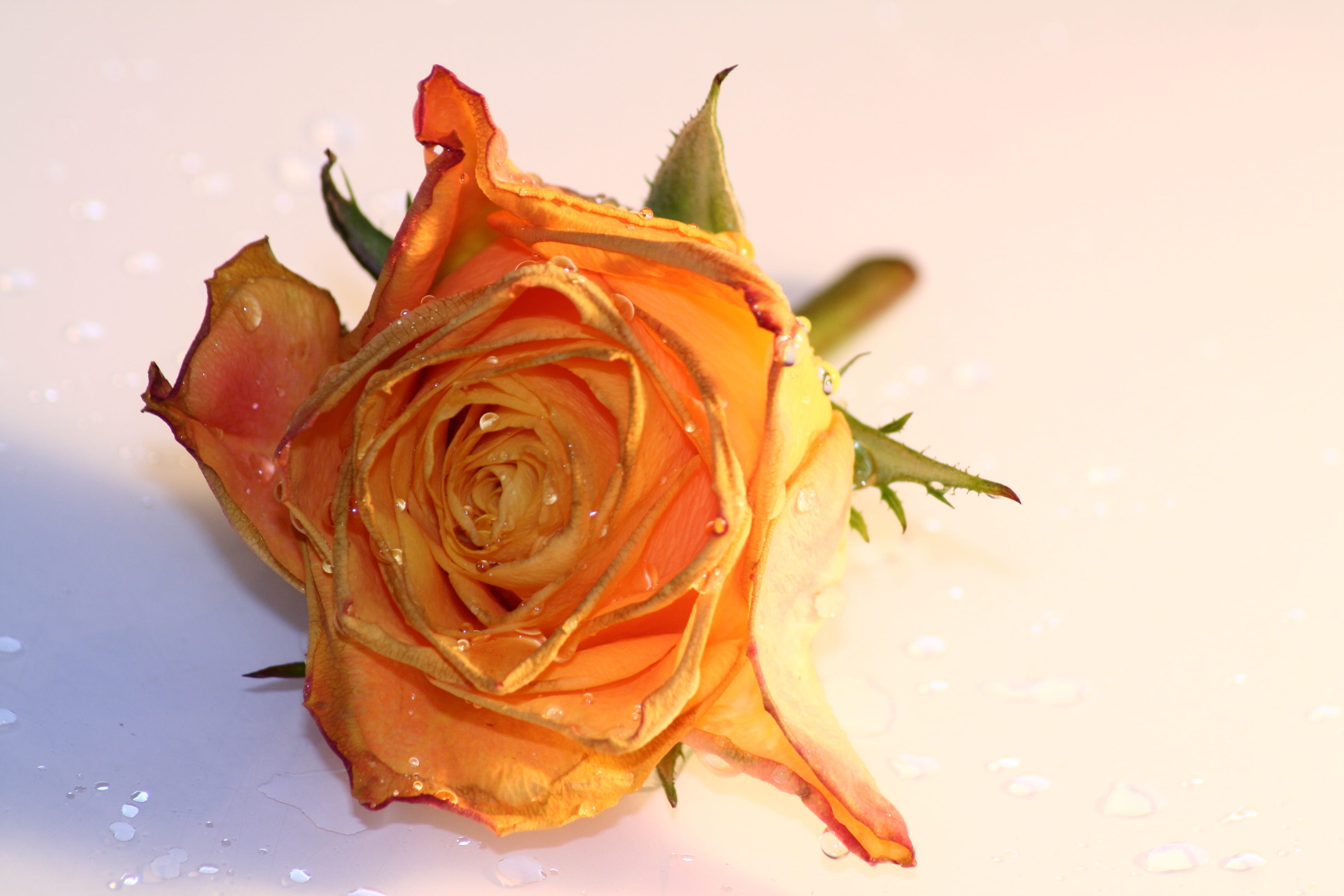 love, drop of water, inflorescence, beauty in nature, petals, rose - flower, beauty, freshness, studio shot, flower head, bloom, drip, flower, wedding, HD Wallpaper