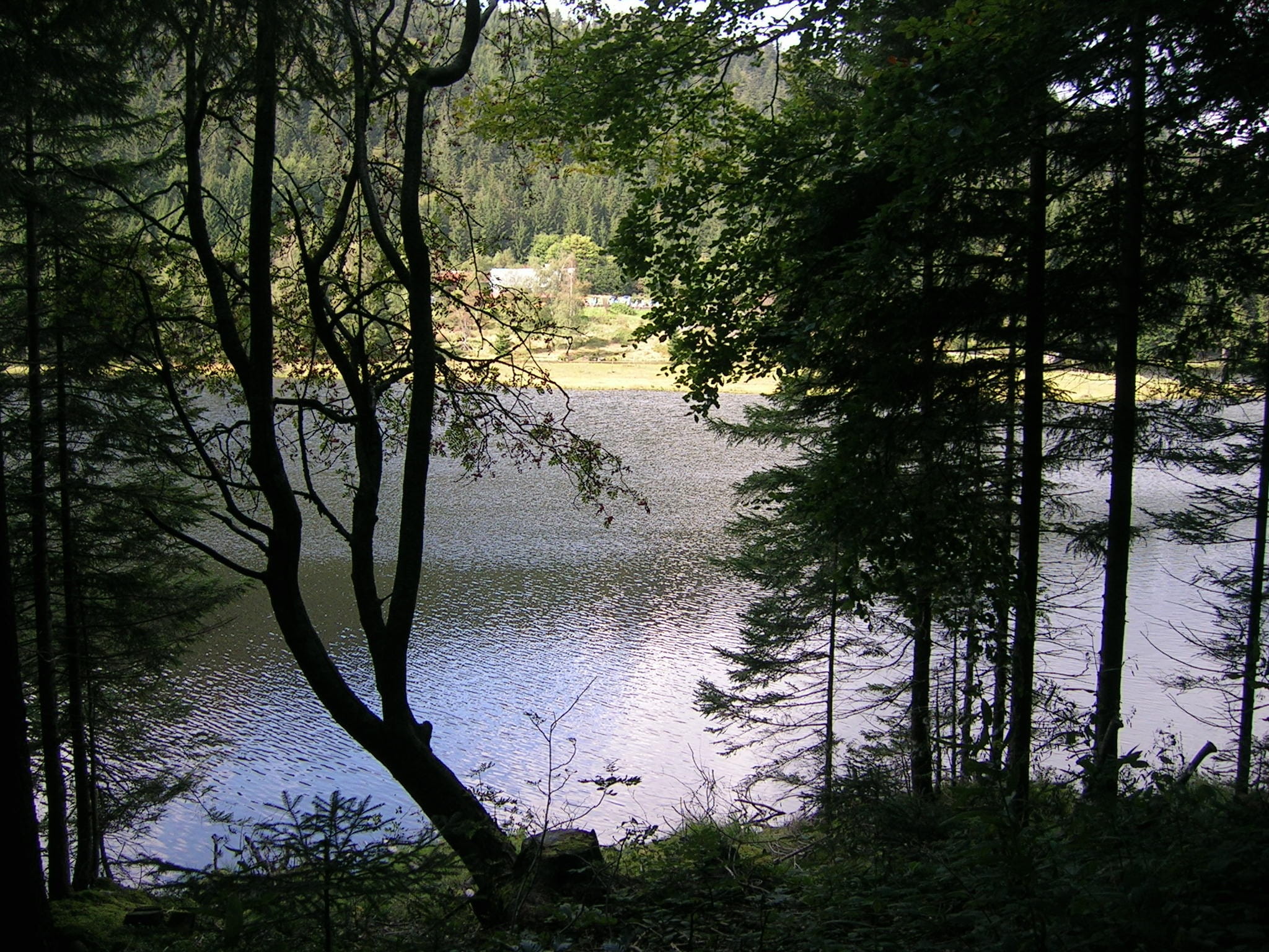reflection, outdoors, day, nature, woodland, no people, lake, idyllic, plant, hiking, tranquil scene, beauty in nature, growth, tranquility, coniferous tree, HD Wallpaper