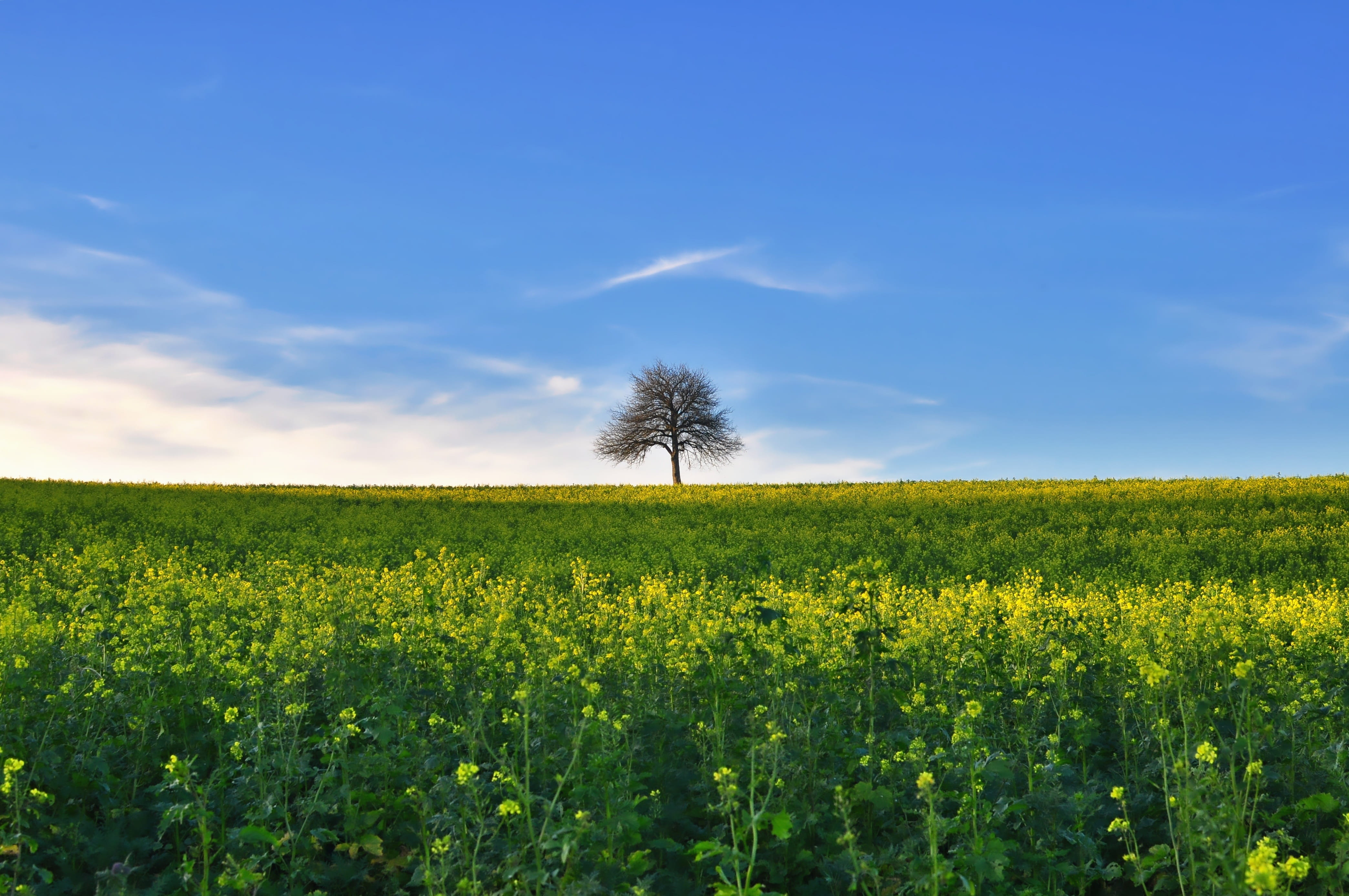 field, sky, environment, tranquil scene, rural scene, no people, 4K, plant, tranquility, beauty in nature, land, growth, blossoming autumn, plantation, HD Wallpaper