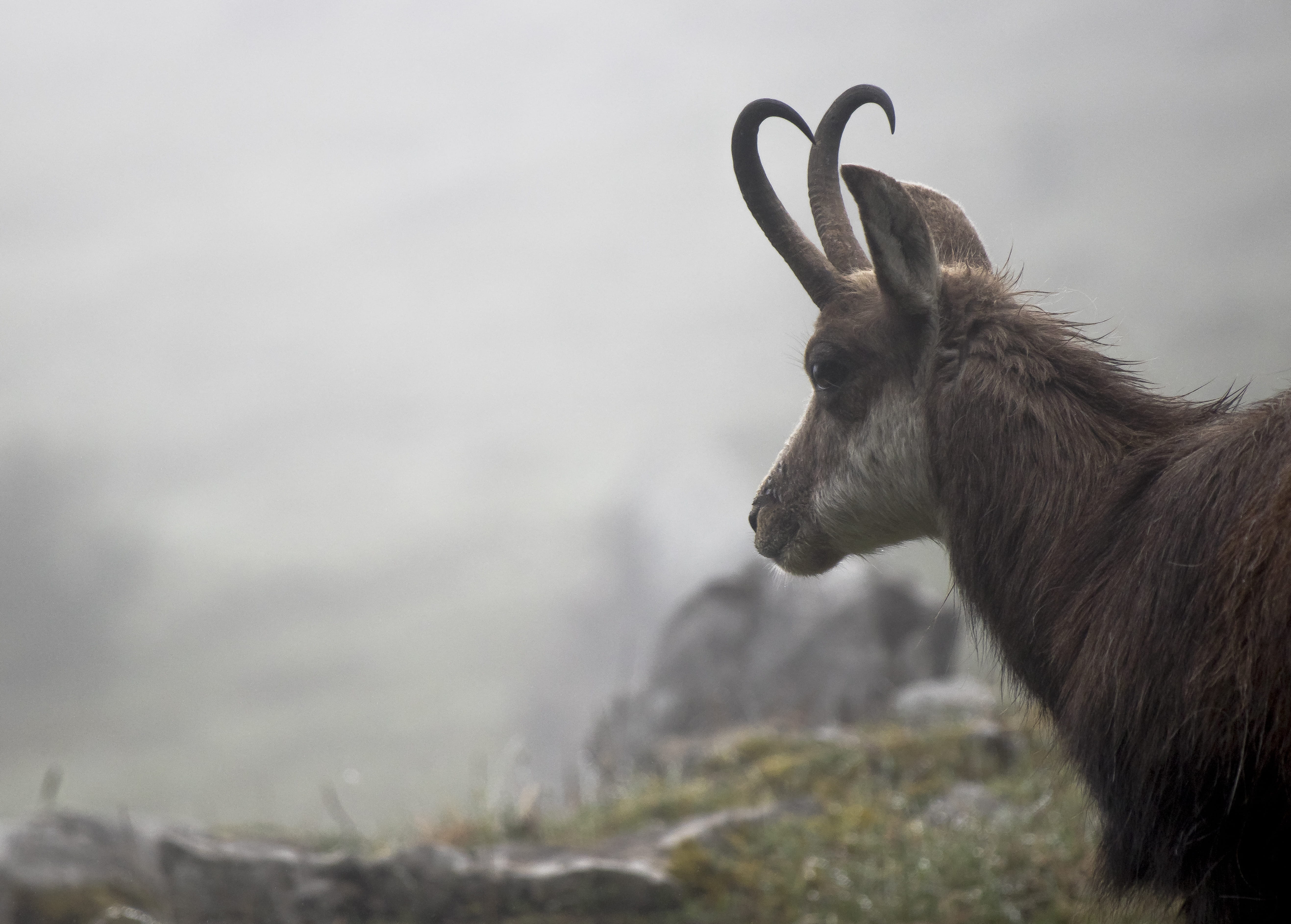 animal wildlife, mammal, pets, myths, natur, herbivorous, fog, kleiner mythen, domestic, animals in the wild, big myths, alps, vertebrate, side view, berge, HD Wallpaper