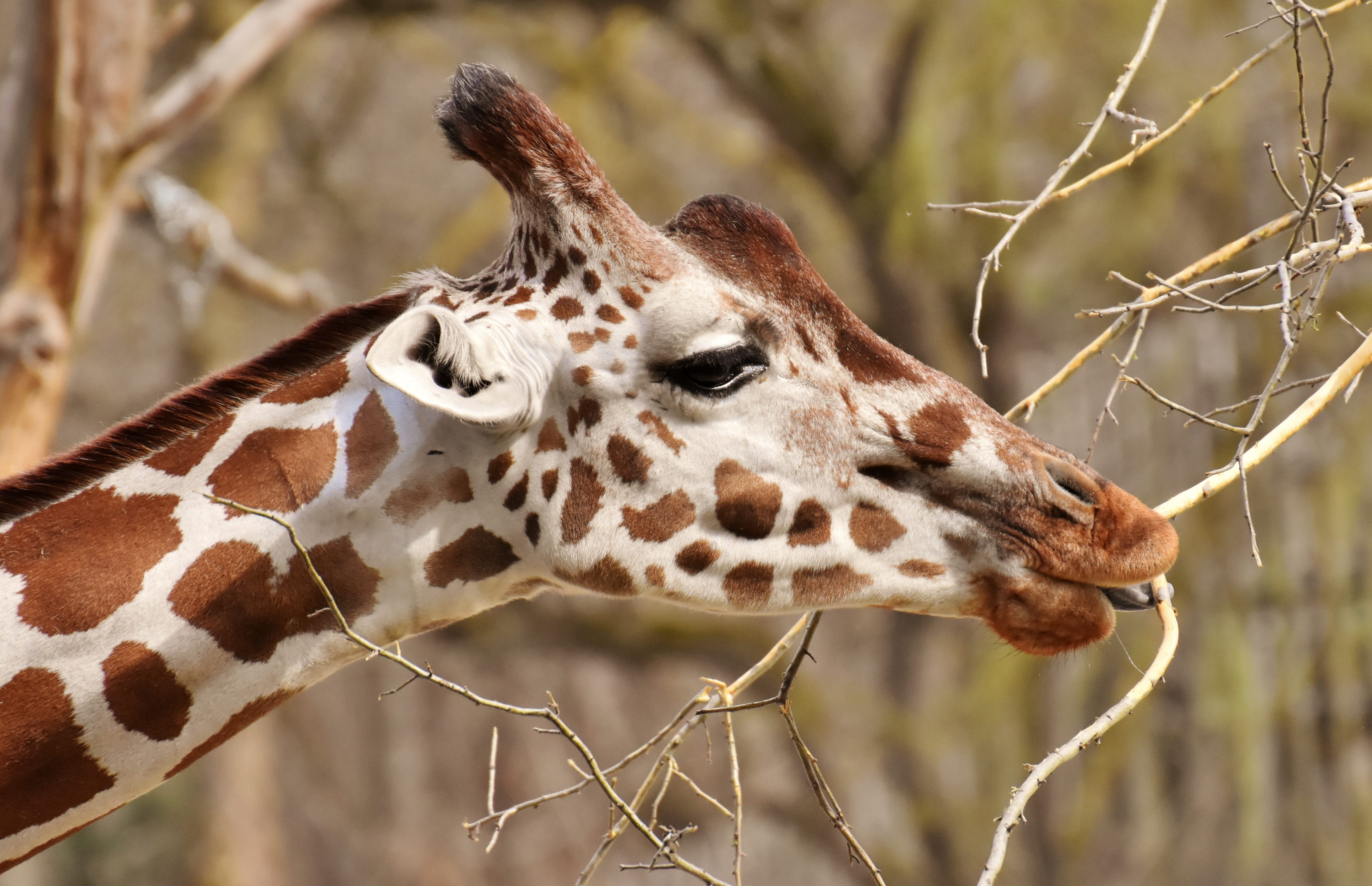 wildlife photography, nature, animal body part, close-up, giraffe, animal neck, animal portrait, outdoors, animal themes, vertebrate, 4K, no people, zoo, HD Wallpaper