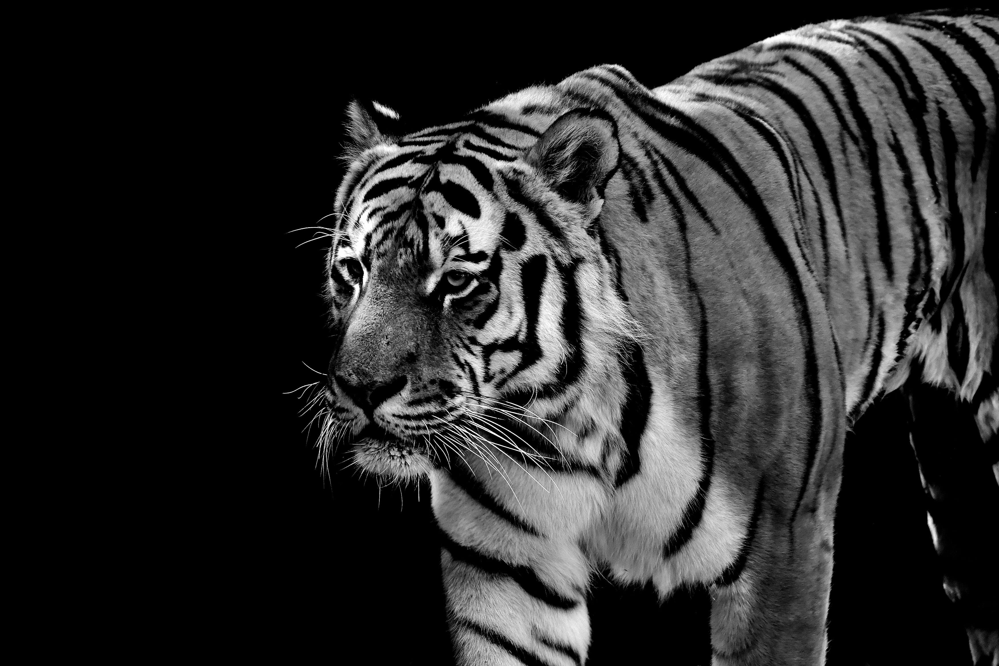 feline, white tiger, animal wildlife, nature, dangerous, one animal, tiger, black background, no people, cat, studio shot, fur, mammal, animals in the wild, HD Wallpaper