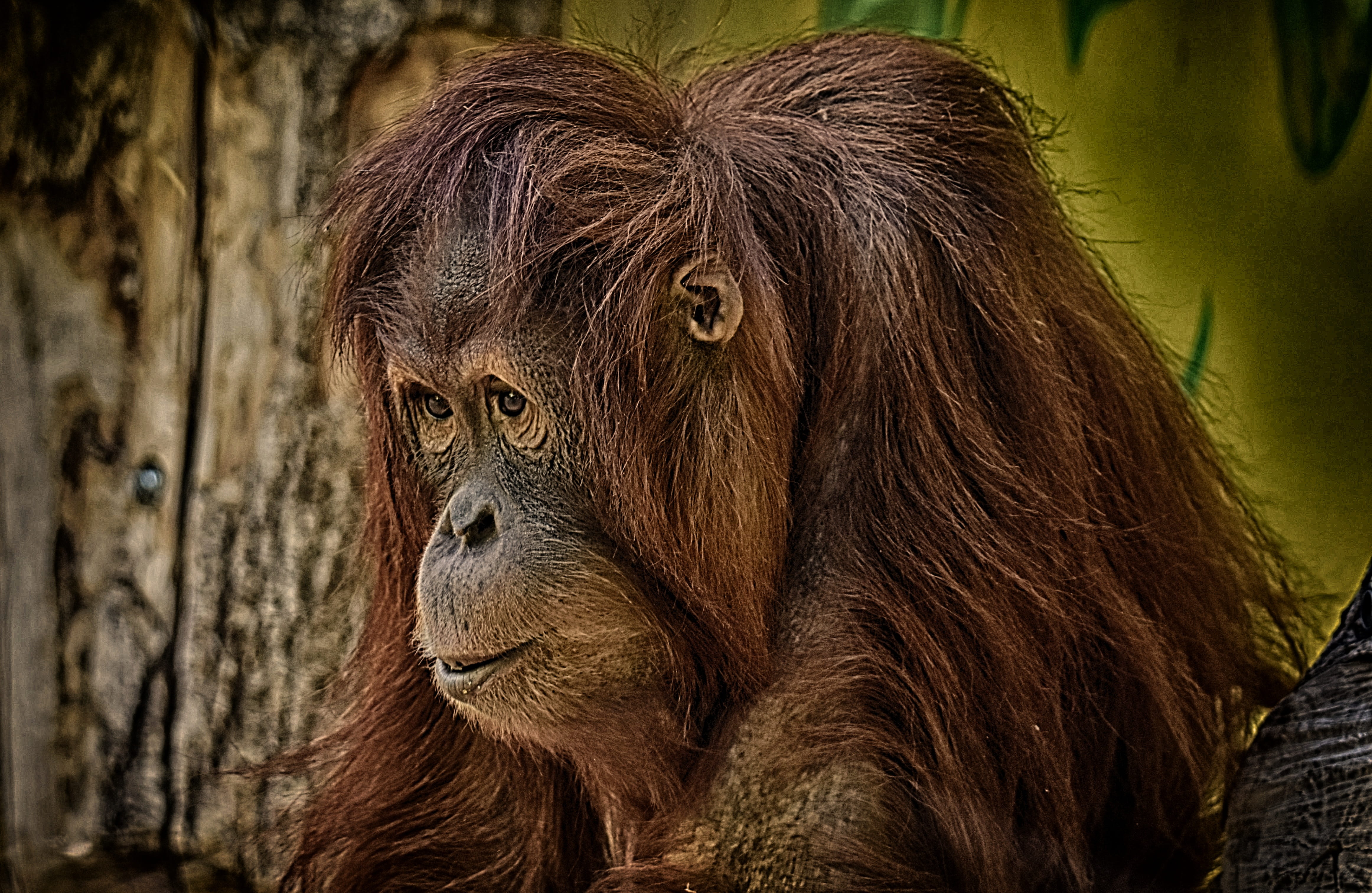 hair, looking away, primate, no people, cute, funny, orang utan, furry, monkey, focus on foreground, animals in the wild, mammal, vertebrate, one animal, HD Wallpaper