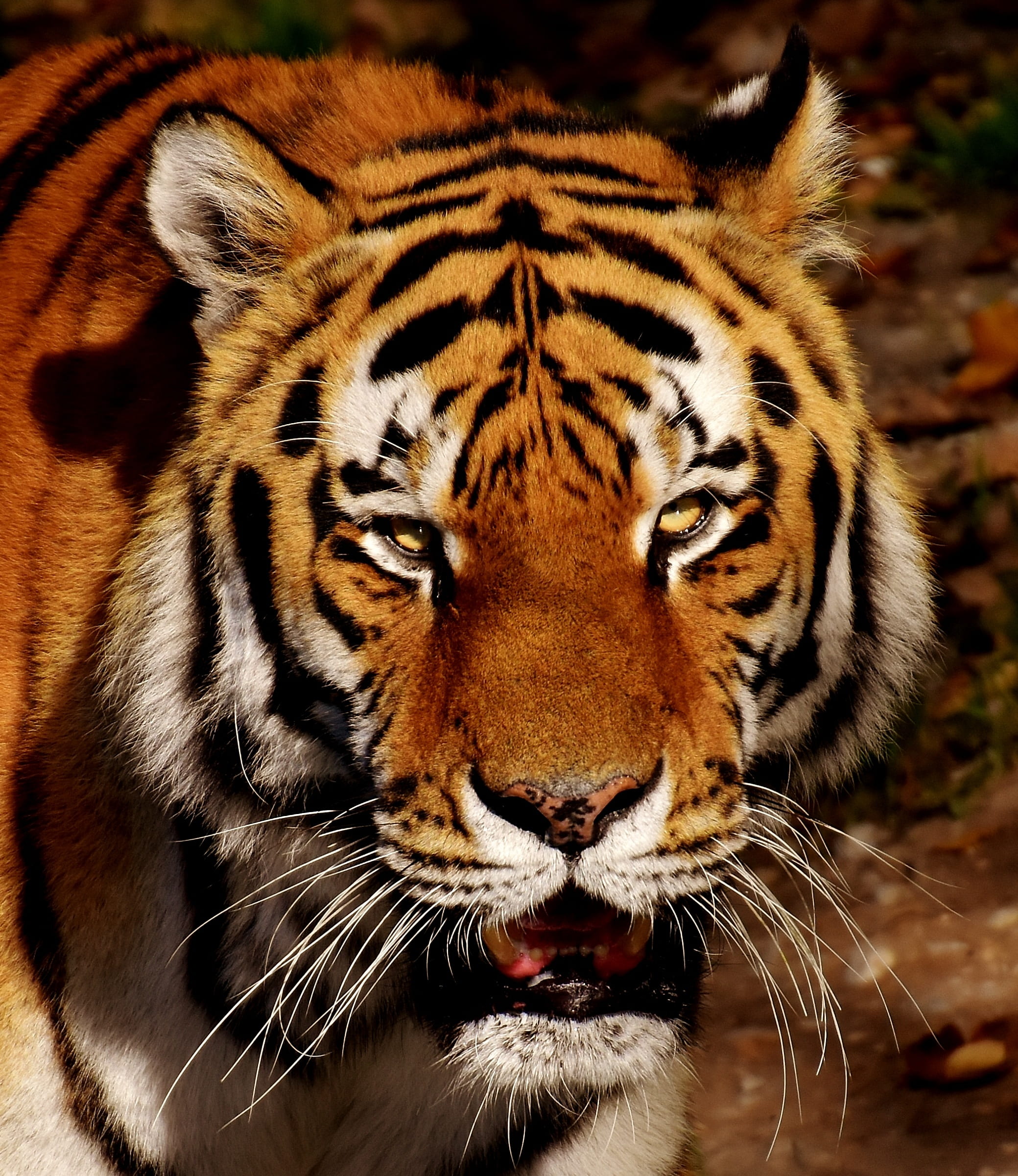 animal themes, portrait, animal head, beautiful, outdoors, mammal, animal, close-up, carnivora, animals in the wild, one animal, 1080P, feline, animal wildlife, Phone HD Wallpaper