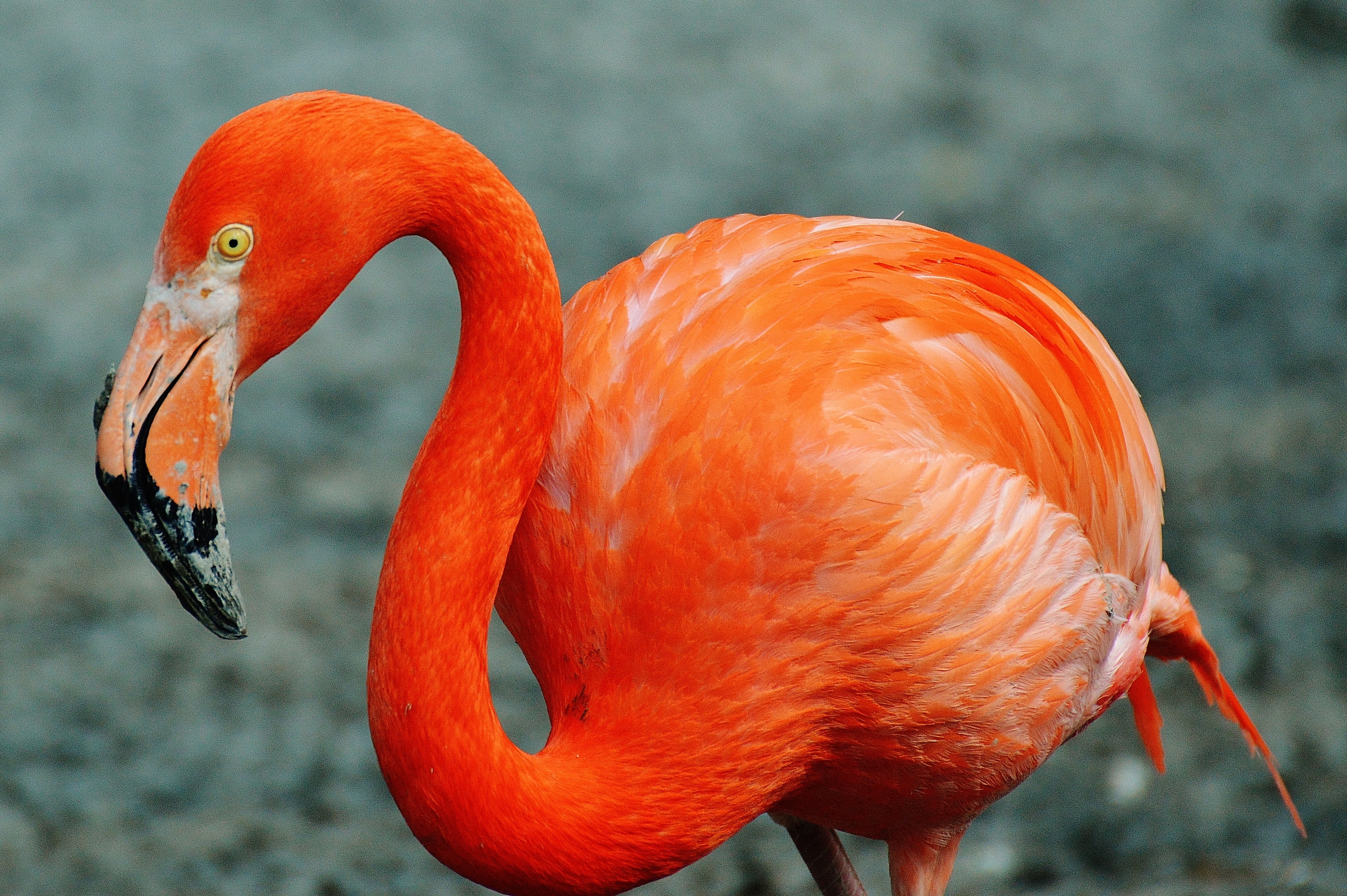 bird, animal themes, animal body part, vertebrate, photo, orange color, animal eye, animals in the wild, animal, animal wildlife, day, outdoors, no people, HD Wallpaper