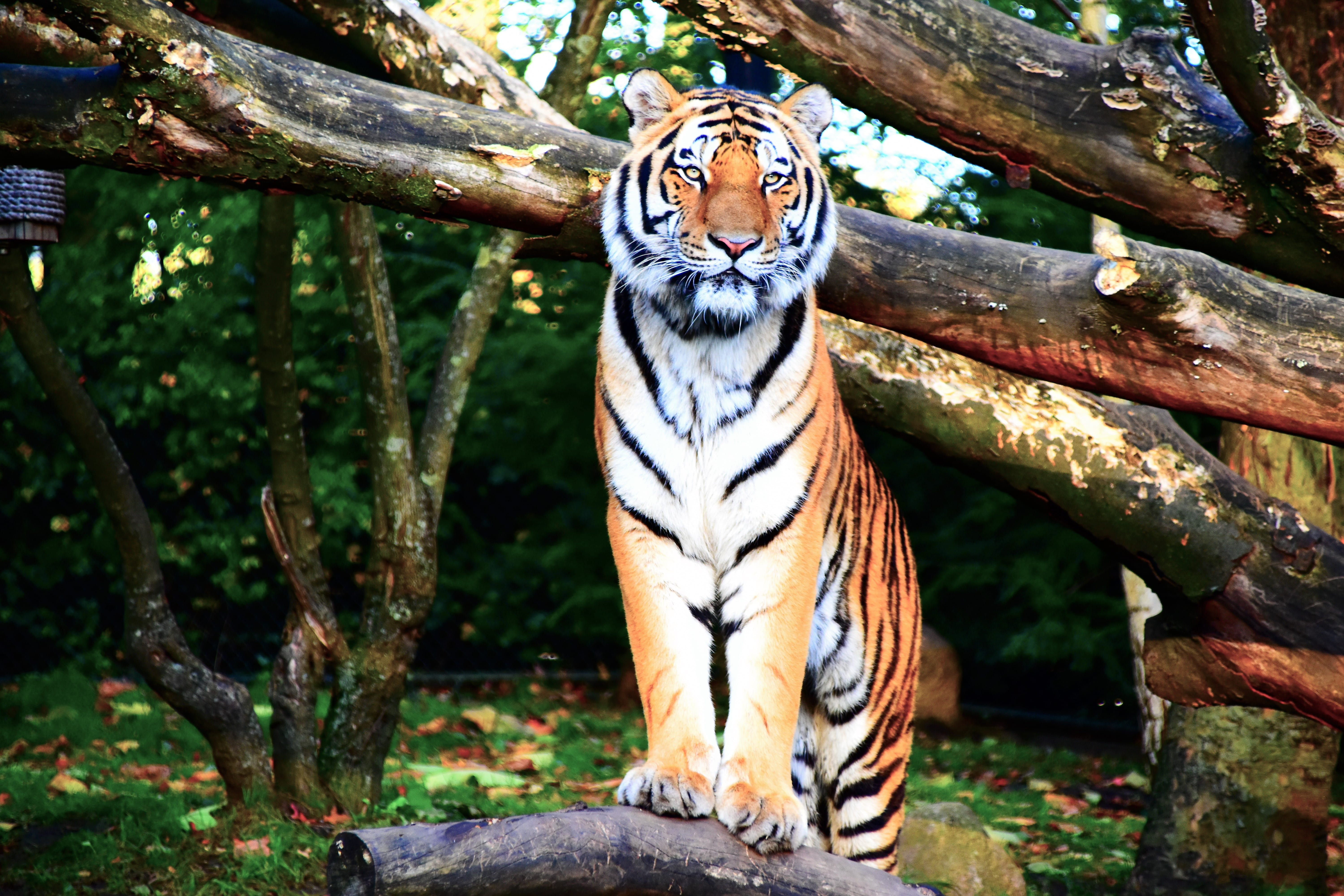 animals in captivity, branch, cat, hamburg, tierpark hagenbeck deelwisch, near, bengal tiger, animal, animal wildlife, animal themes, day, carnivora, tree, HD Wallpaper