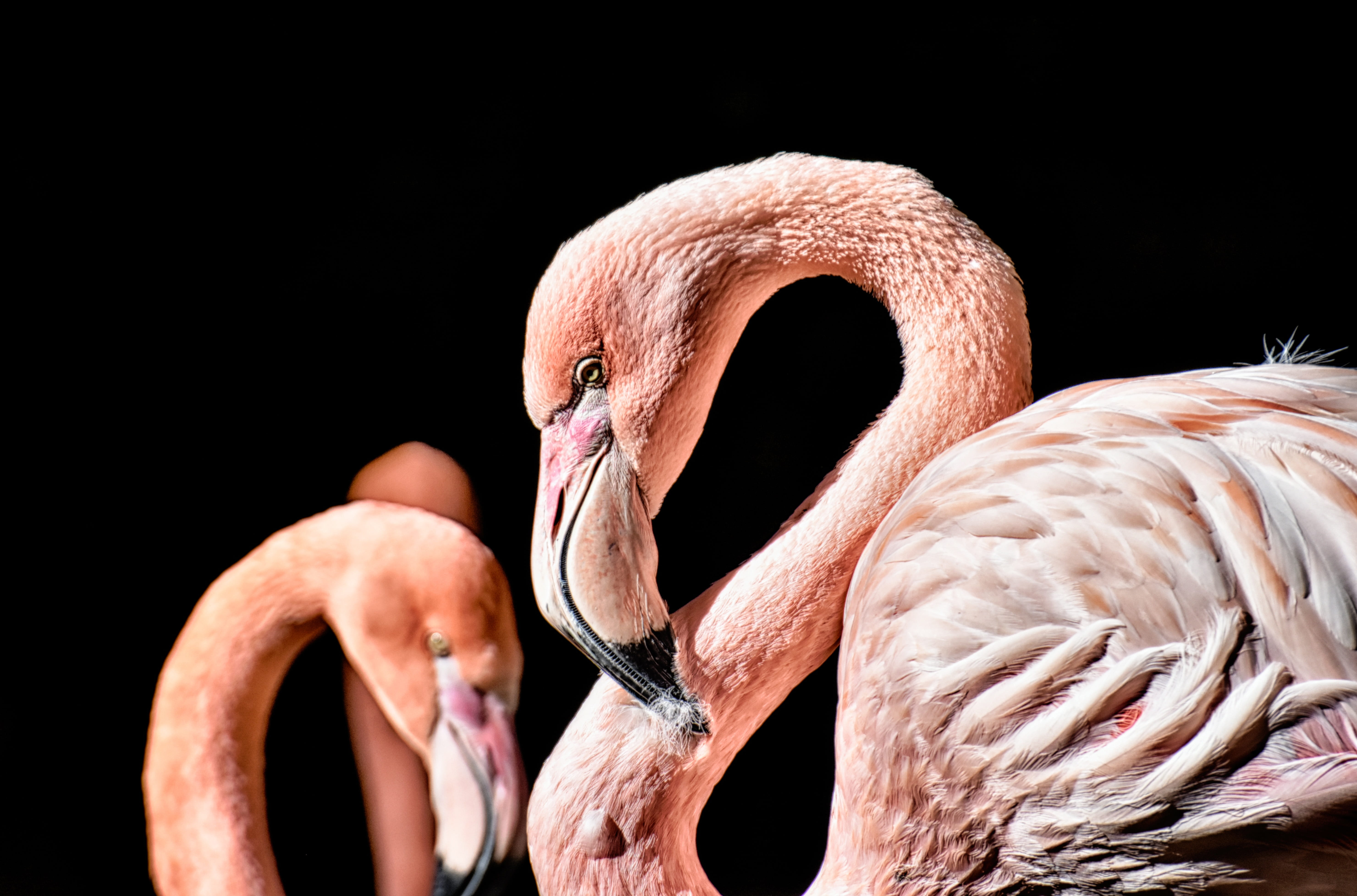 flamingo, two animals, 5K, animal, care, animals in the wild, pride, animal head, colorful, water, animal neck, beak, black background, animal body part, HD Wallpaper