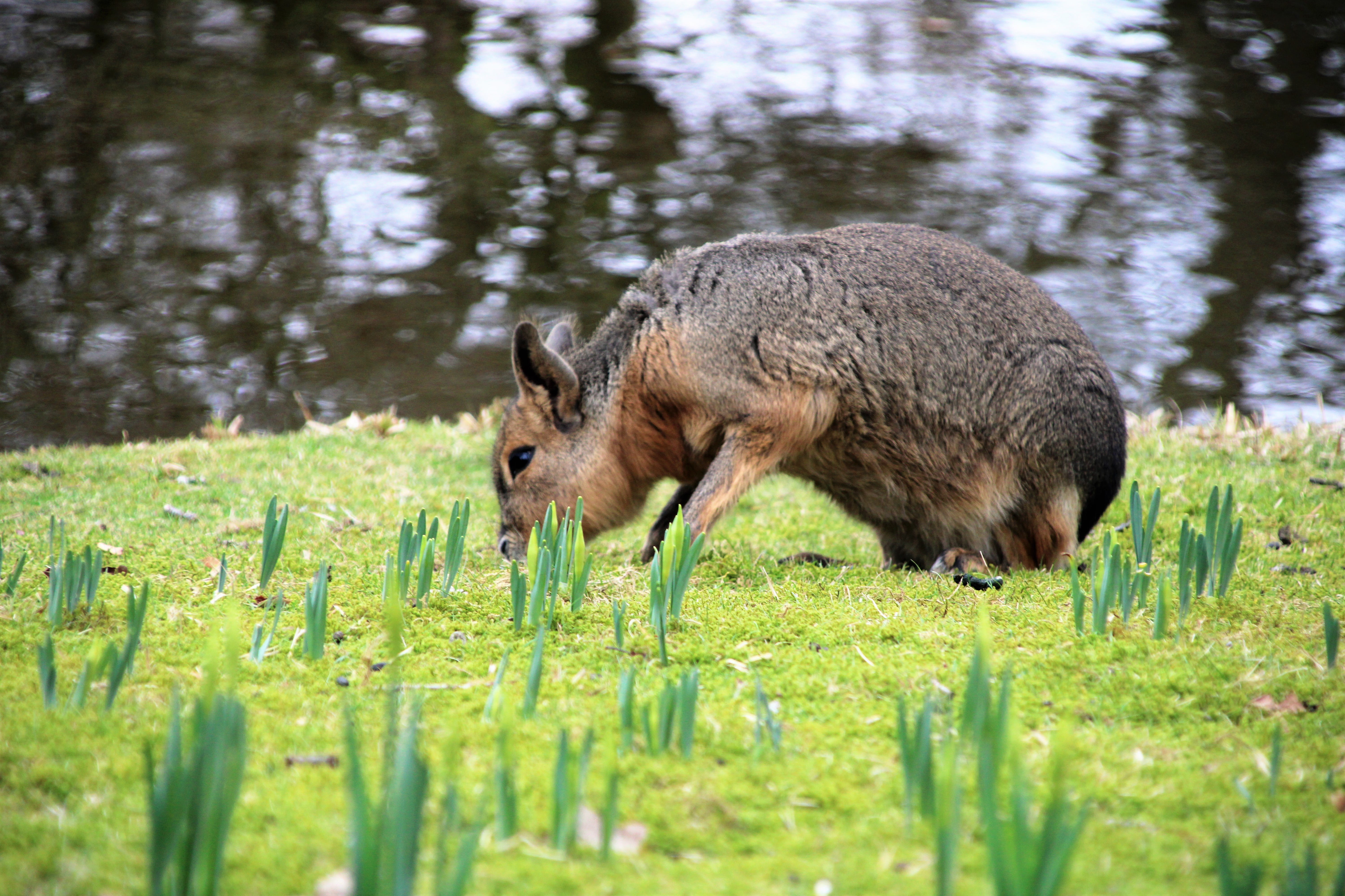 one animal, animals in the wild, outdoors, green color, animal wildlife, animal themes, day, nature, grassland, pig, brown, bunny, field, selective focus, HD Wallpaper
