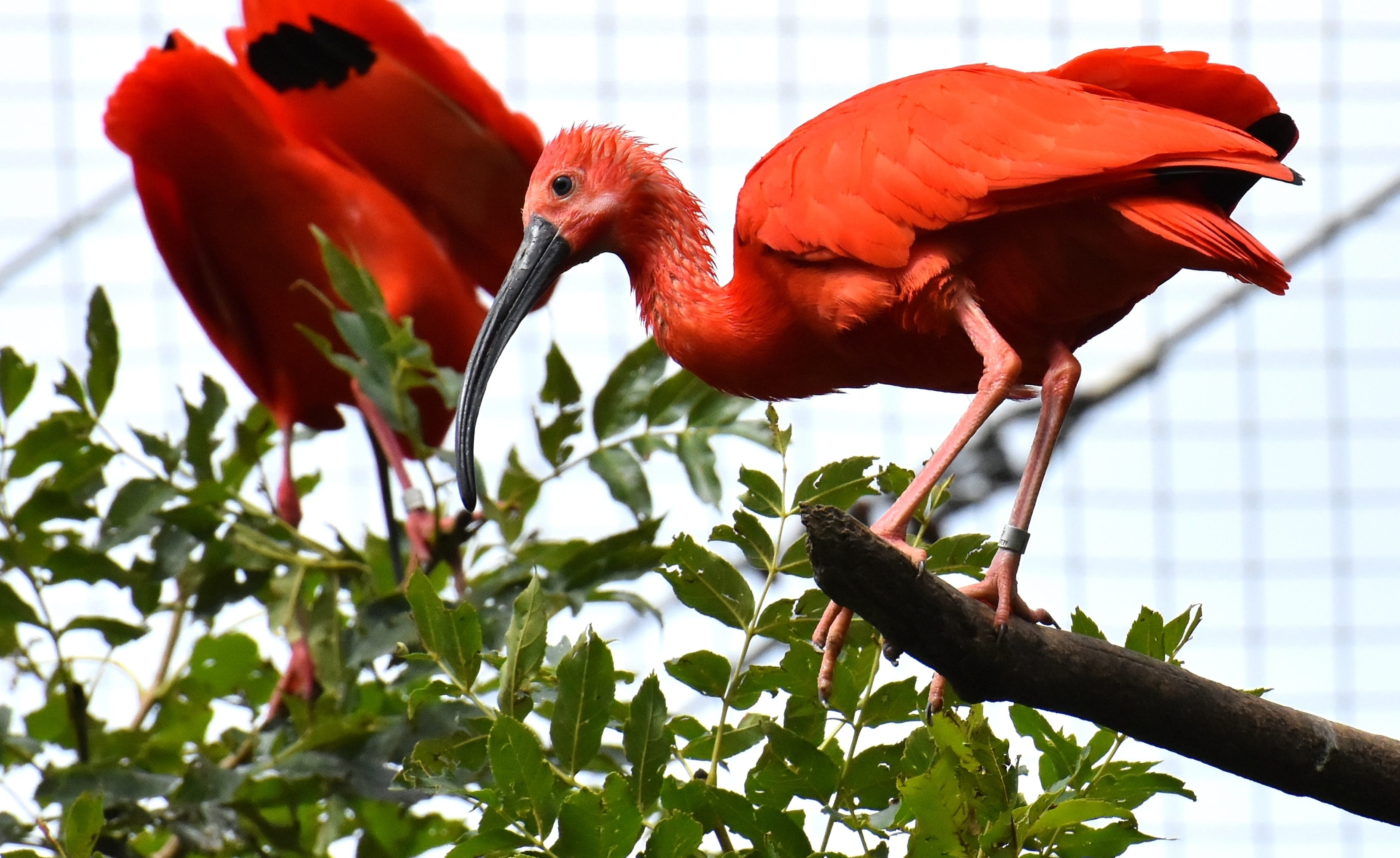 tree, animal, close-up, eudocimus ruber, ibis, animal neck, perching, tierpark hellabrunn, vertebrate, plant, zoo, nature, red ibis, 2K, beak, bird, one animal, HD Wallpaper