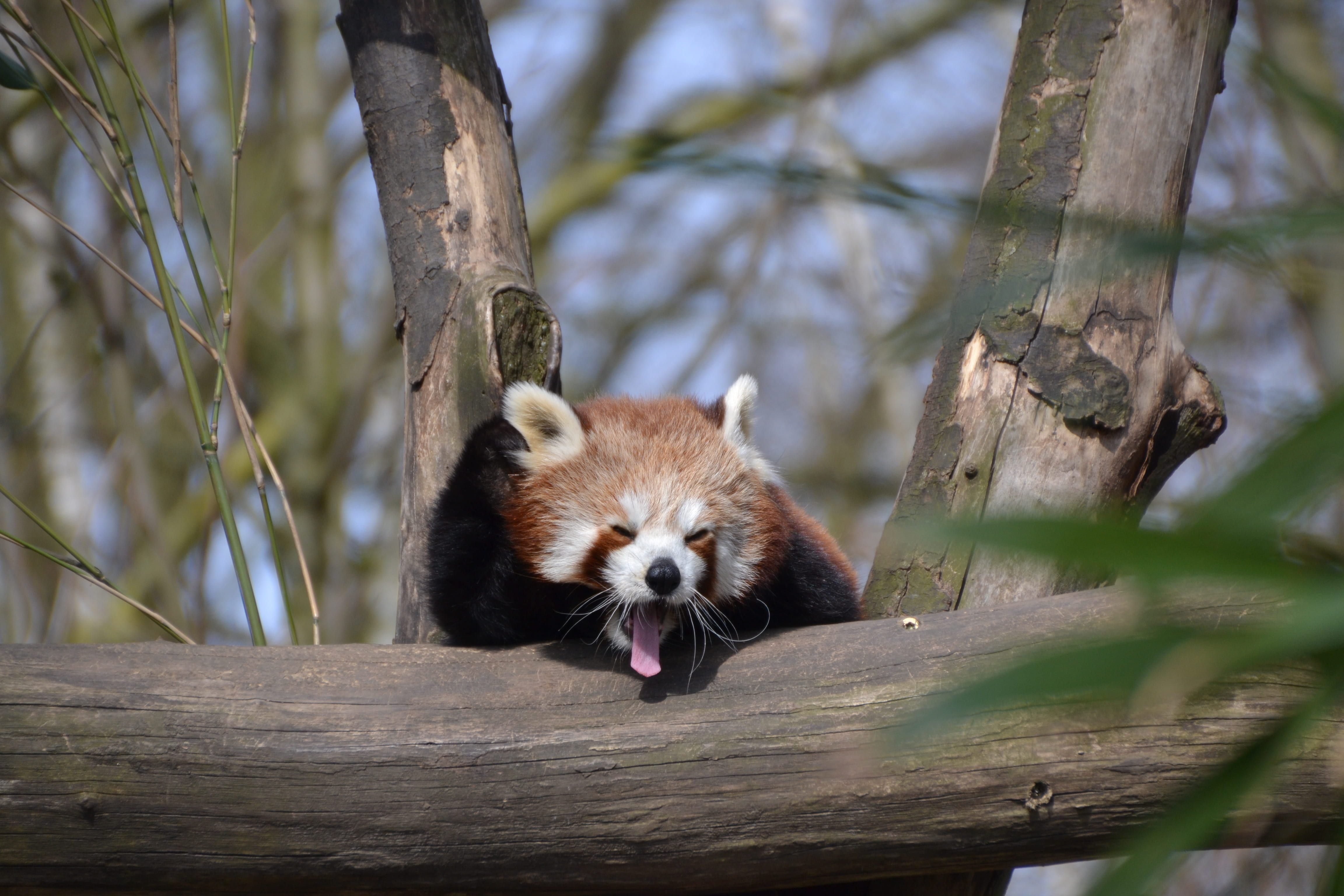 cute, branch, panda - animal, ailurus fulgens, outdoors, mouth open, no people, 4K, red panda, brown, day, trunk, animals in the wild, tree, raccoon, plant, HD Wallpaper