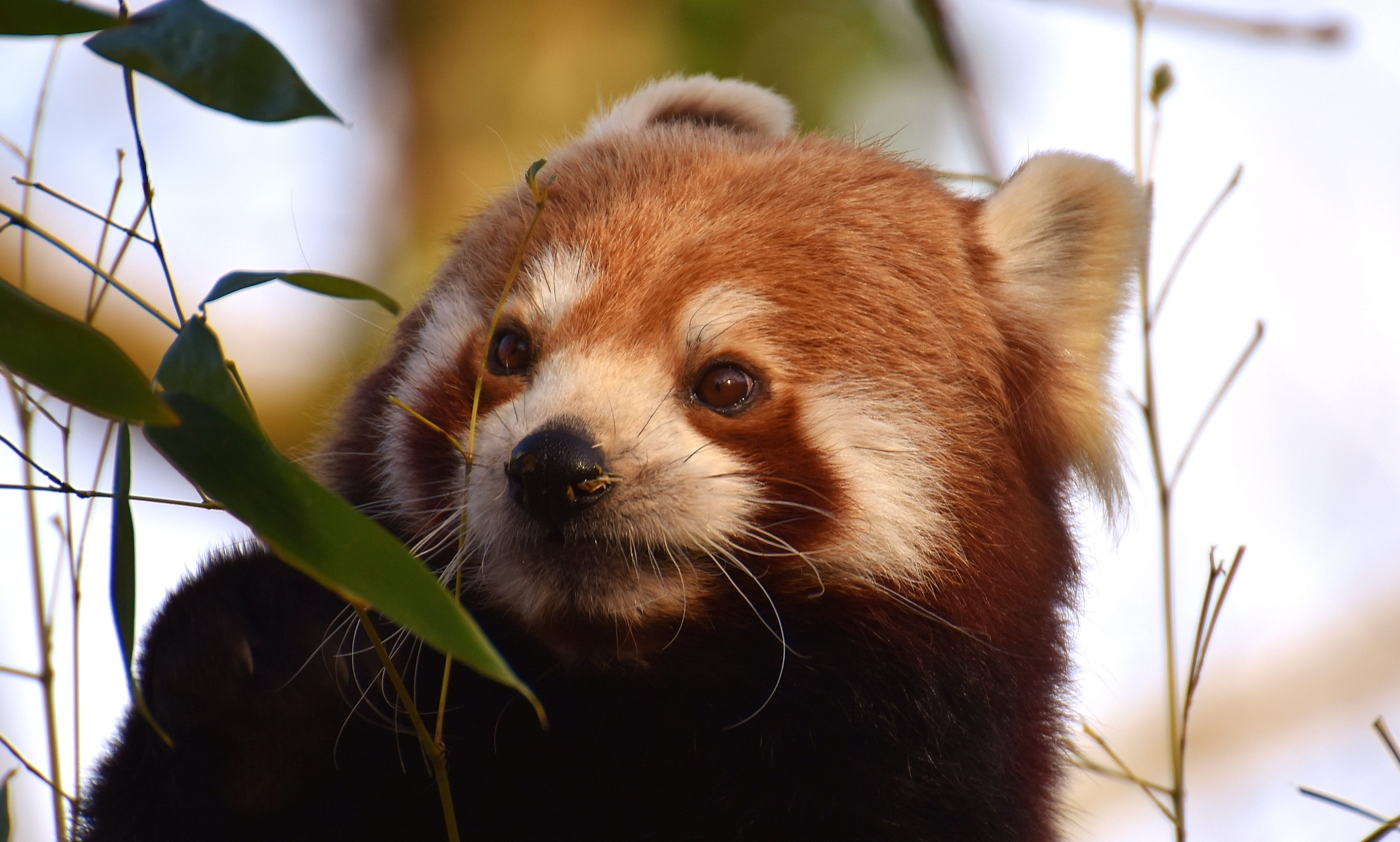 predator, mammal, himalayas, looking, plant part, 2K, focus on foreground, panda, vertebrate, whisker, animal themes, hellabrunn, bamboo - plant, no people, HD Wallpaper