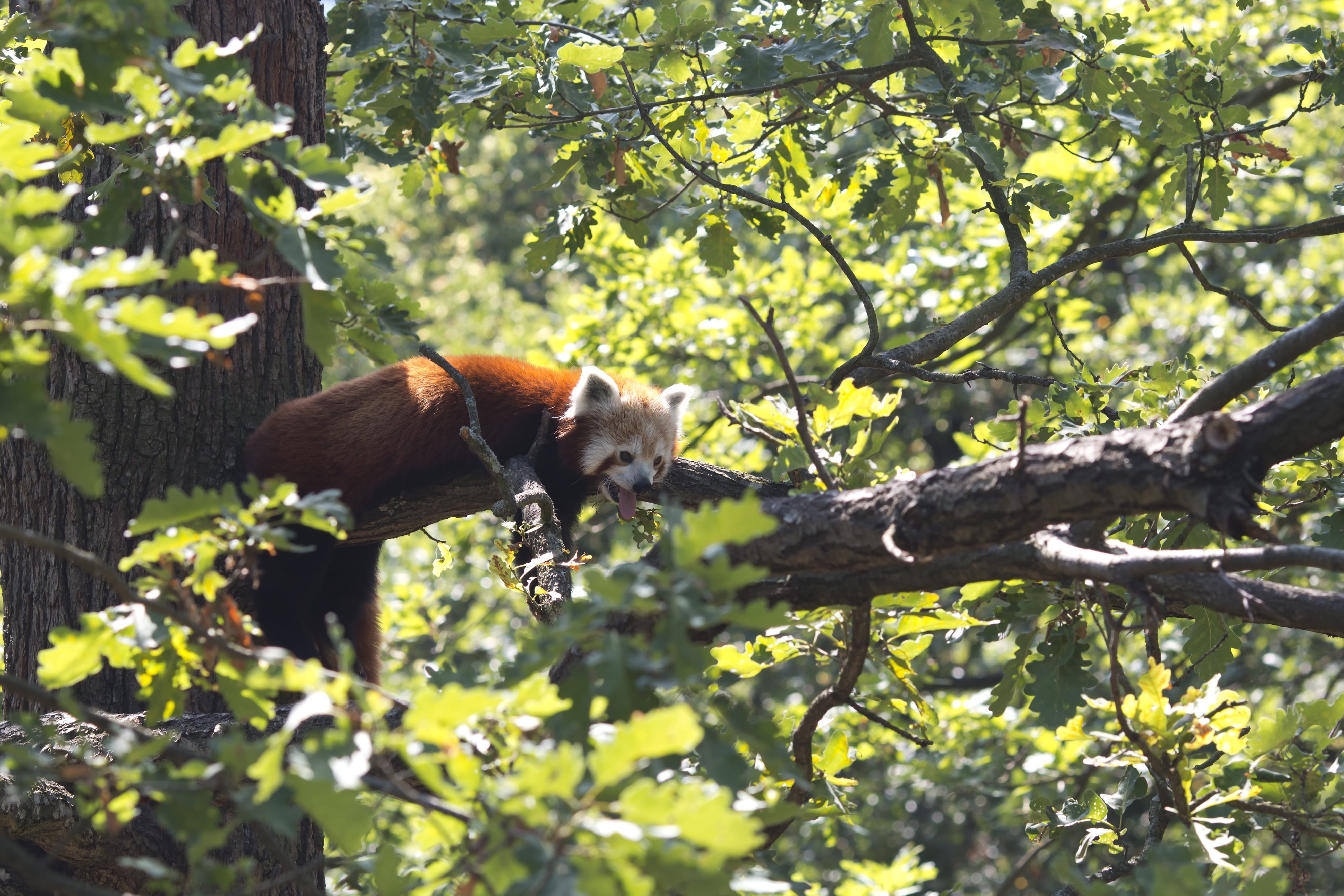 animal themes, 4K, red, low angle view, vertebrate, plant, relax, tree, plant part, zoo, one animal, sunlight, day, growth, panda, animal wildlife, nature, HD Wallpaper