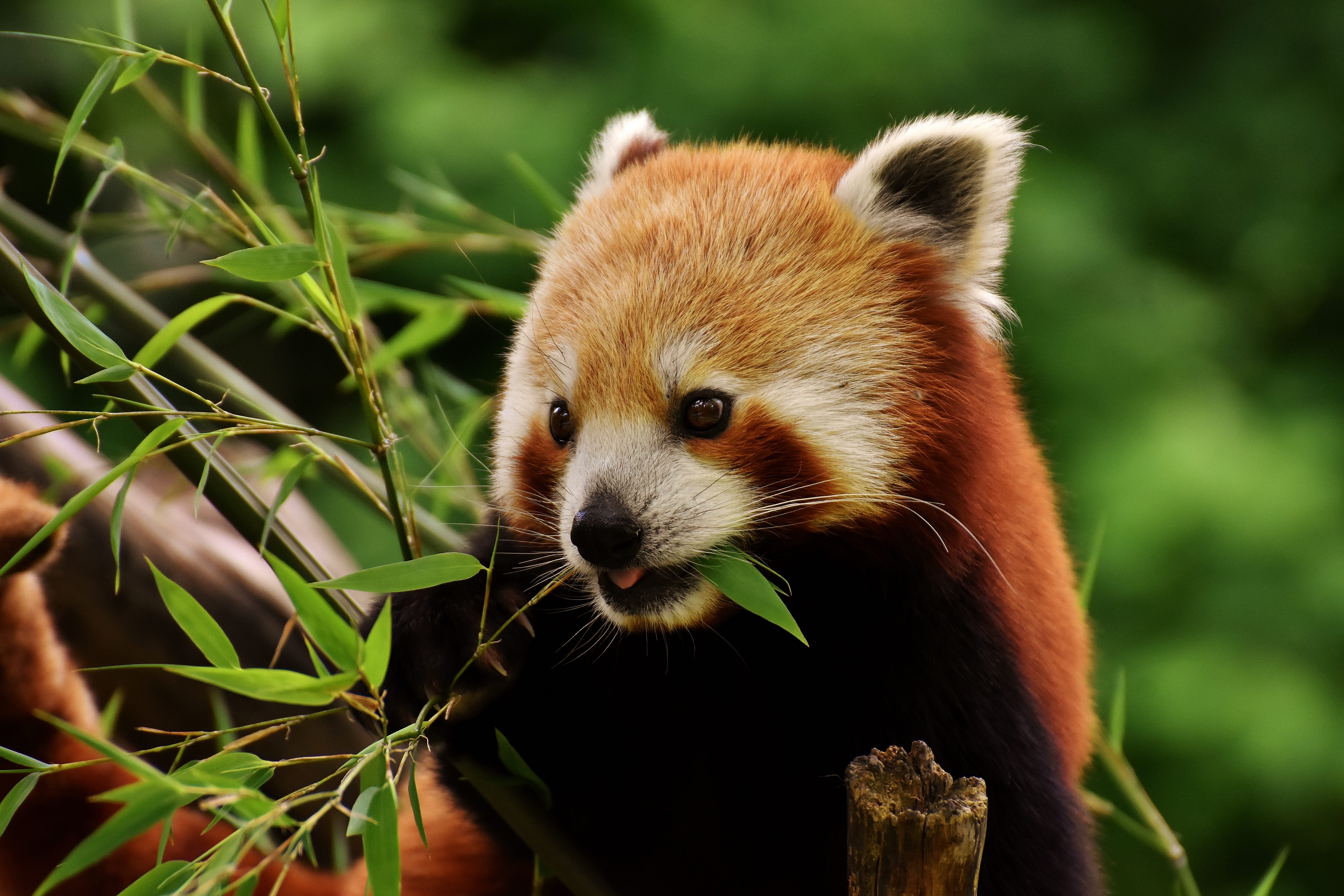nature, outdoors, no people, whisker, animals in the wild, southwest china, fire fox, himalayas, bamboo - plant, mammal, animal, red, plant, bear cat, animal themes, HD Wallpaper