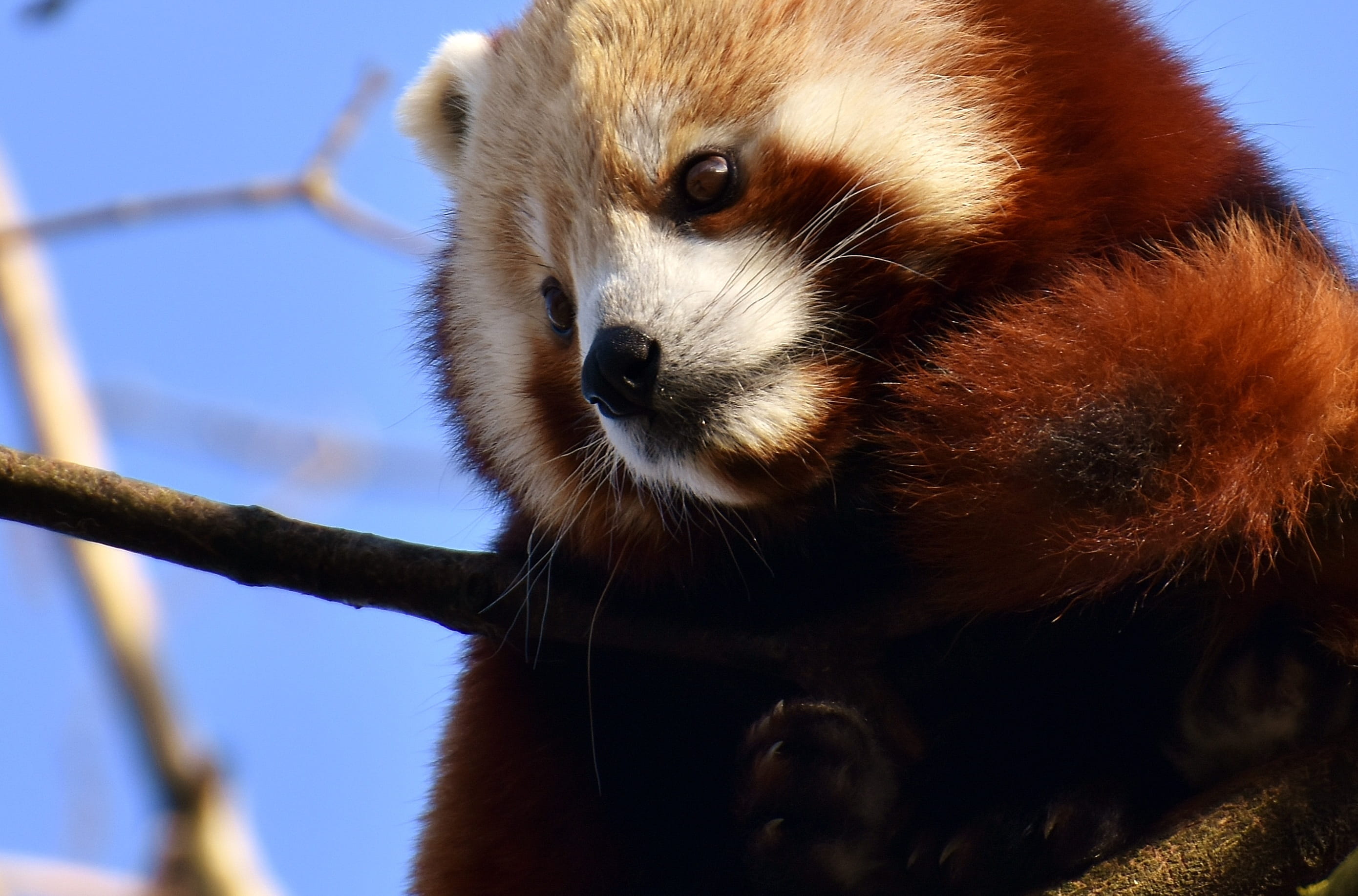 day, looking, vertebrate, panda, tree, himalayas, tierpark hellabrunn, focus on foreground, 2K, animal themes, predator, mammal, snout, no people, animal wildlife, HD Wallpaper
