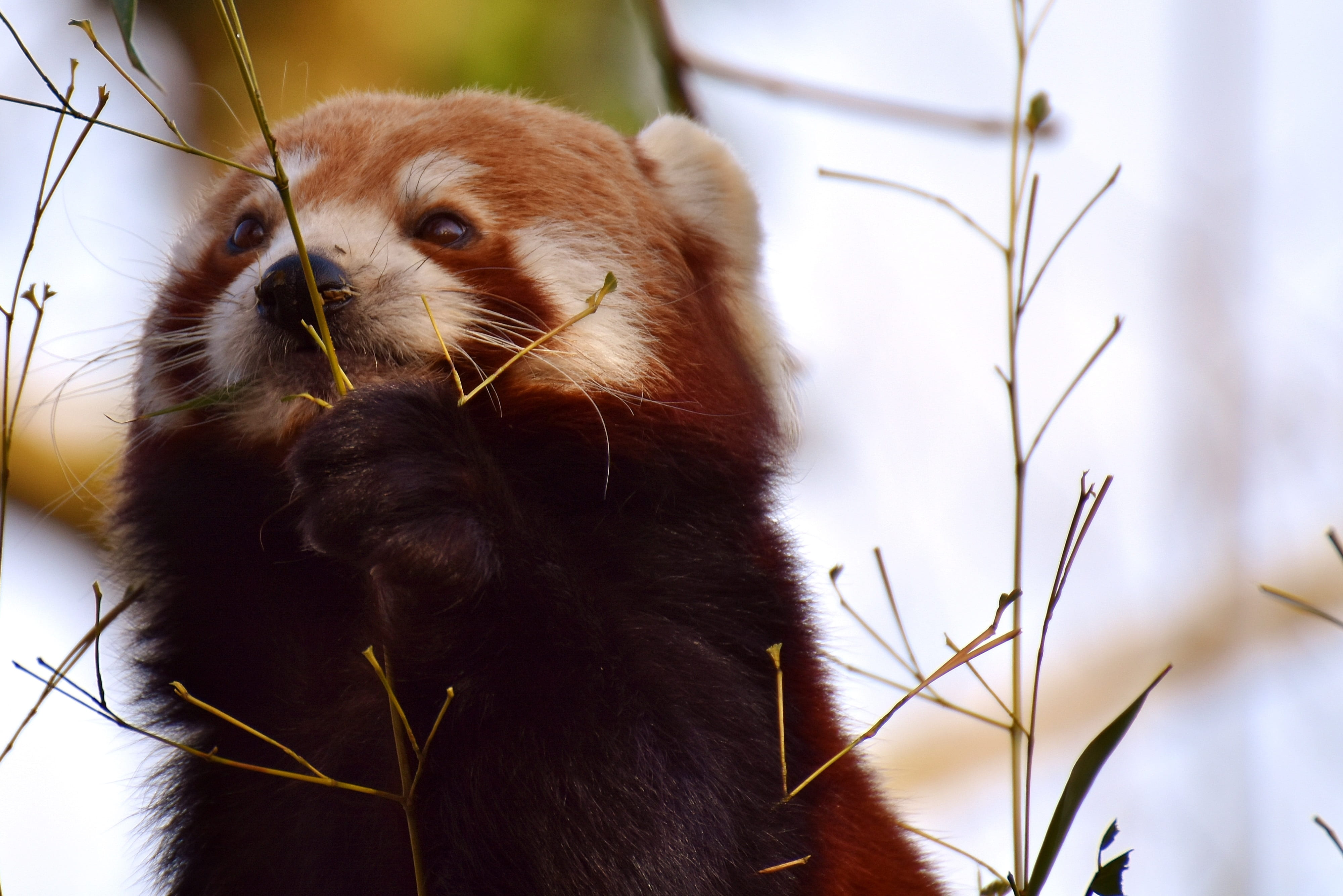 red panda, tree, mouth open, china, 4K, plant, outdoors, grass, looking, mammal, no people, animal themes, day, green, bear cat, himalayas, vertebrate, HD Wallpaper