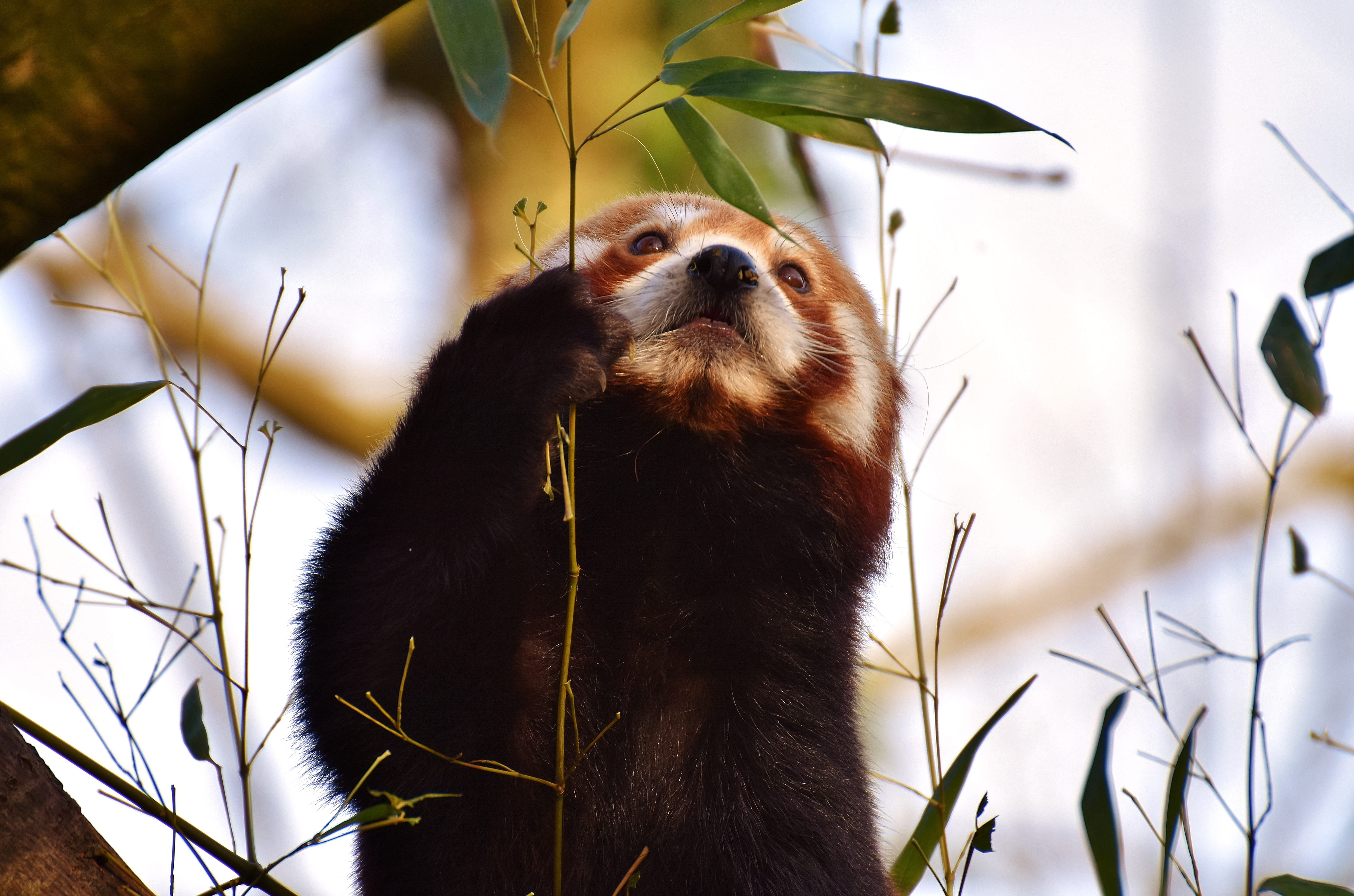 plant part, predator, focus on foreground, fire fox, red panda, china, animals in captivity, himalayas, looking, one animal, day, vertebrate, zoo, close-up, HD Wallpaper