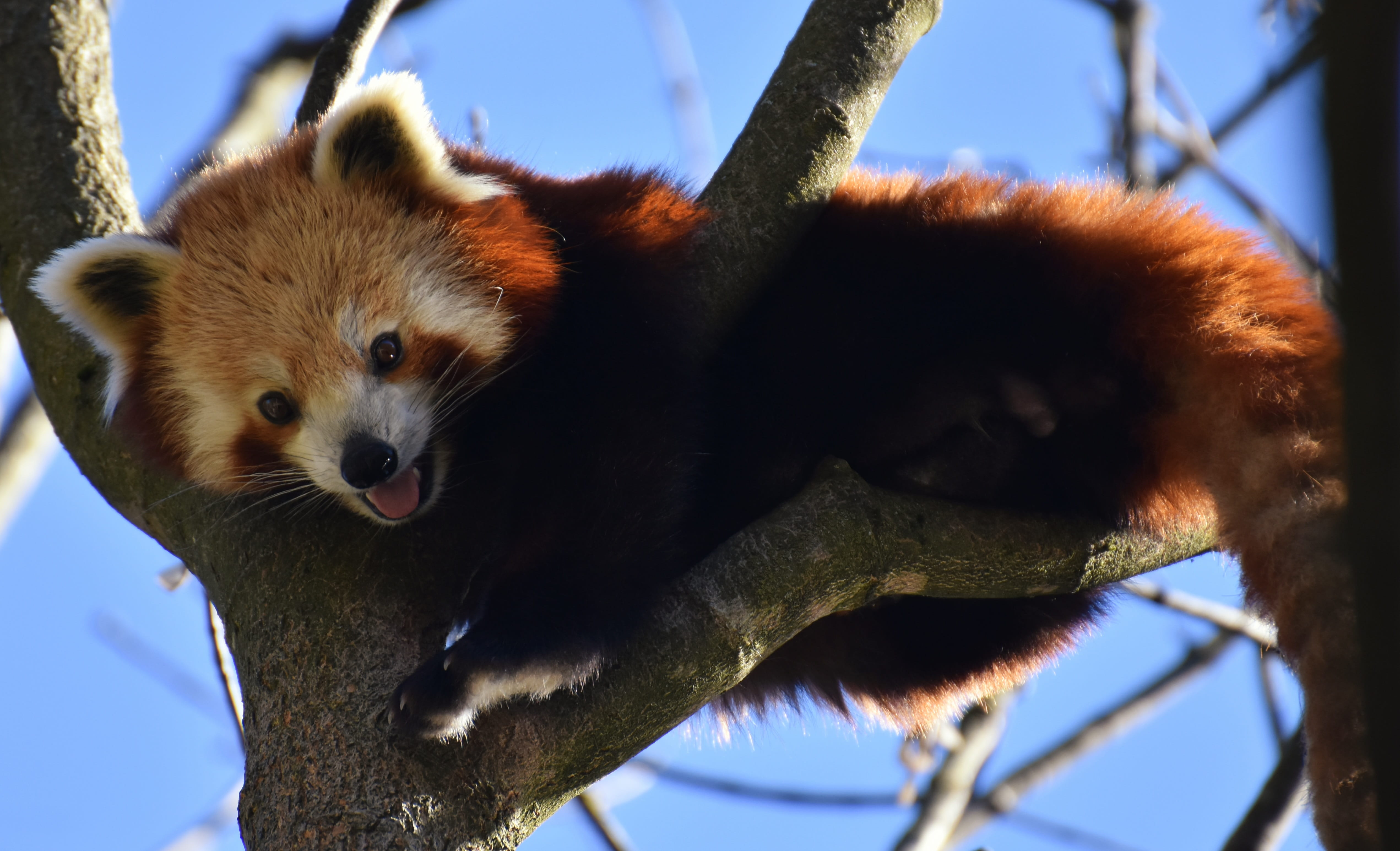 focus on foreground, mammal, tree, southwest china, day, hellabrunn, branch, sky, animals in the wild, animal, whisker, bear cat, plant, nature, one animal, HD Wallpaper