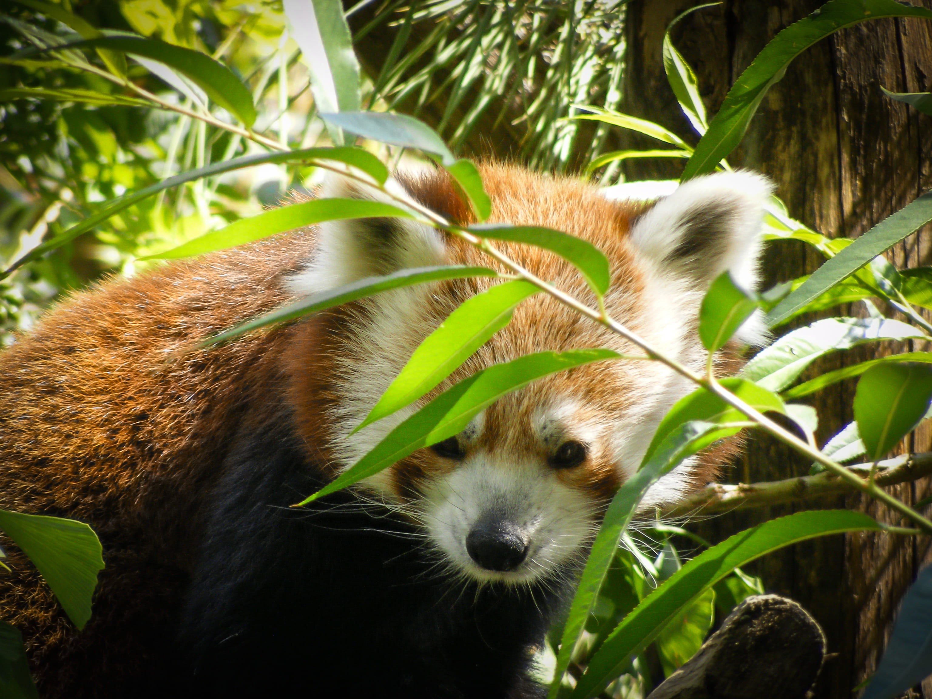 plant, zoo, fur coat, tree, animal, leaf, plant part, close-up, day, outdoors, focus on foreground, whisker, bamboo - plant, animals in the wild, animals, HD Wallpaper