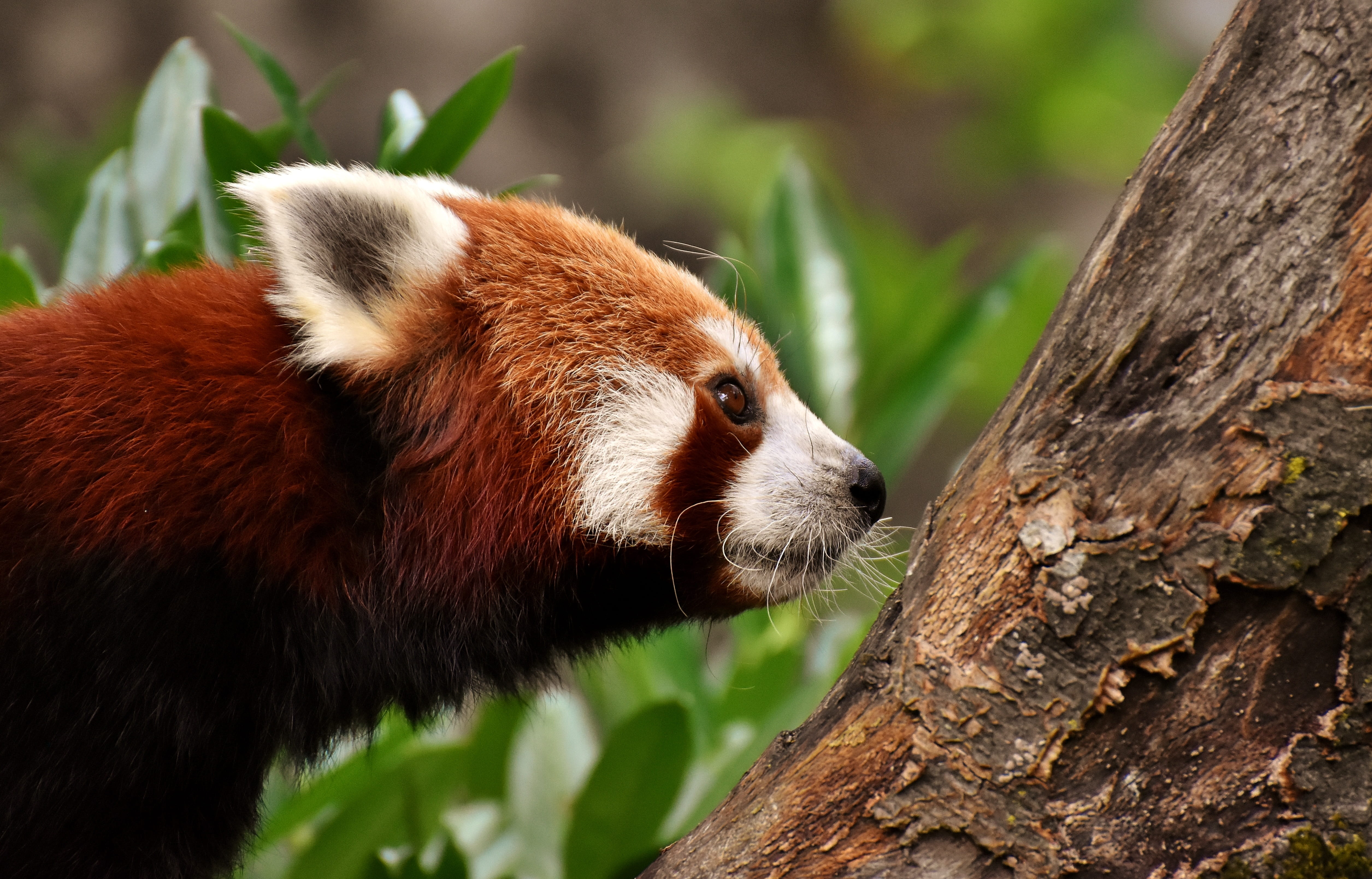 no people, tree trunk, trunk, 4K, red panda, bear cat, predator, plant, animals in the wild, looking, ailurus fulgens, focus on foreground, tree, outdoors, HD Wallpaper