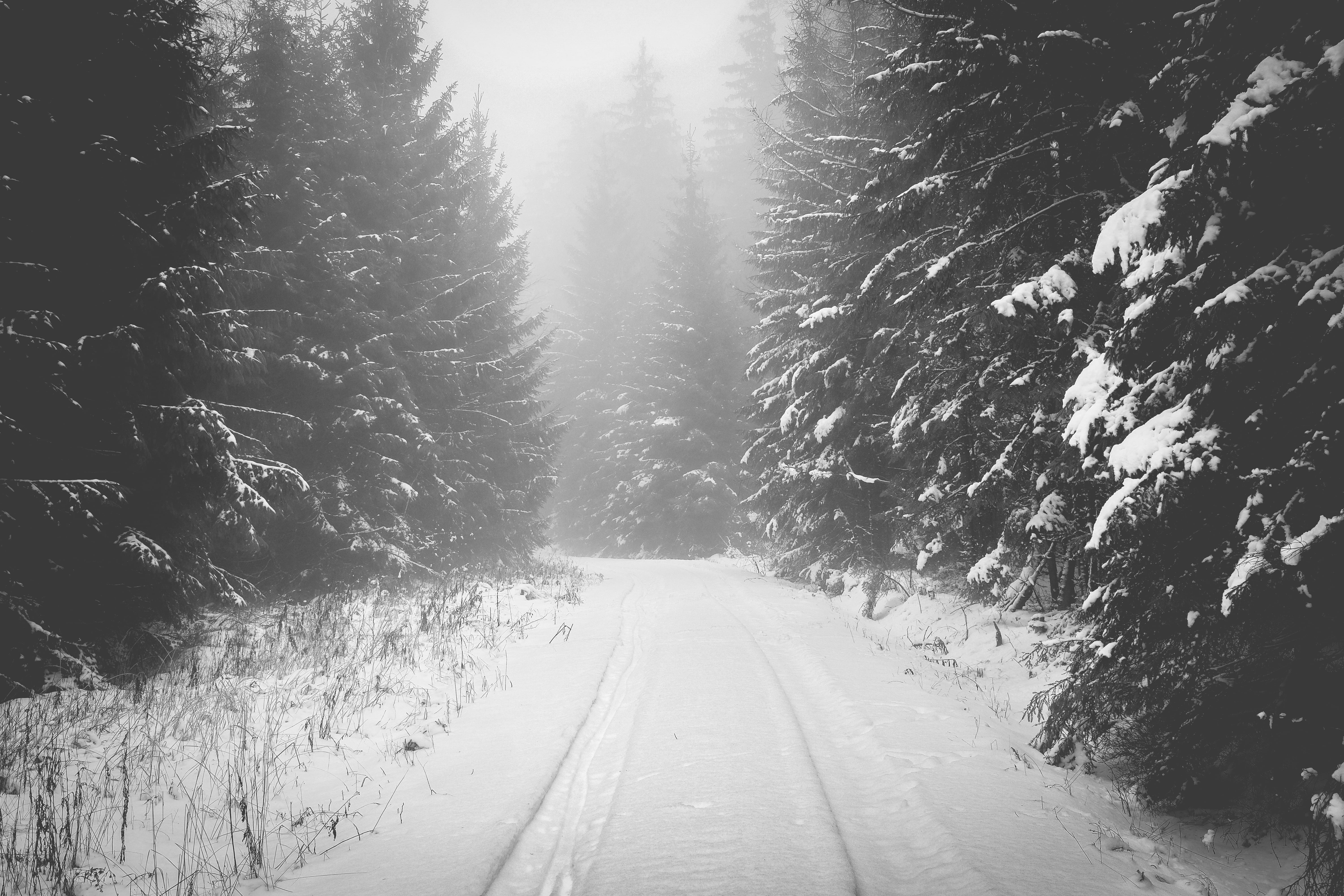 cold temperature, day, direction, transportation, growth, 5K, outdoors, tree, road, weather, winter, long, no people, diminishing perspective, kalt, smoke, HD Wallpaper