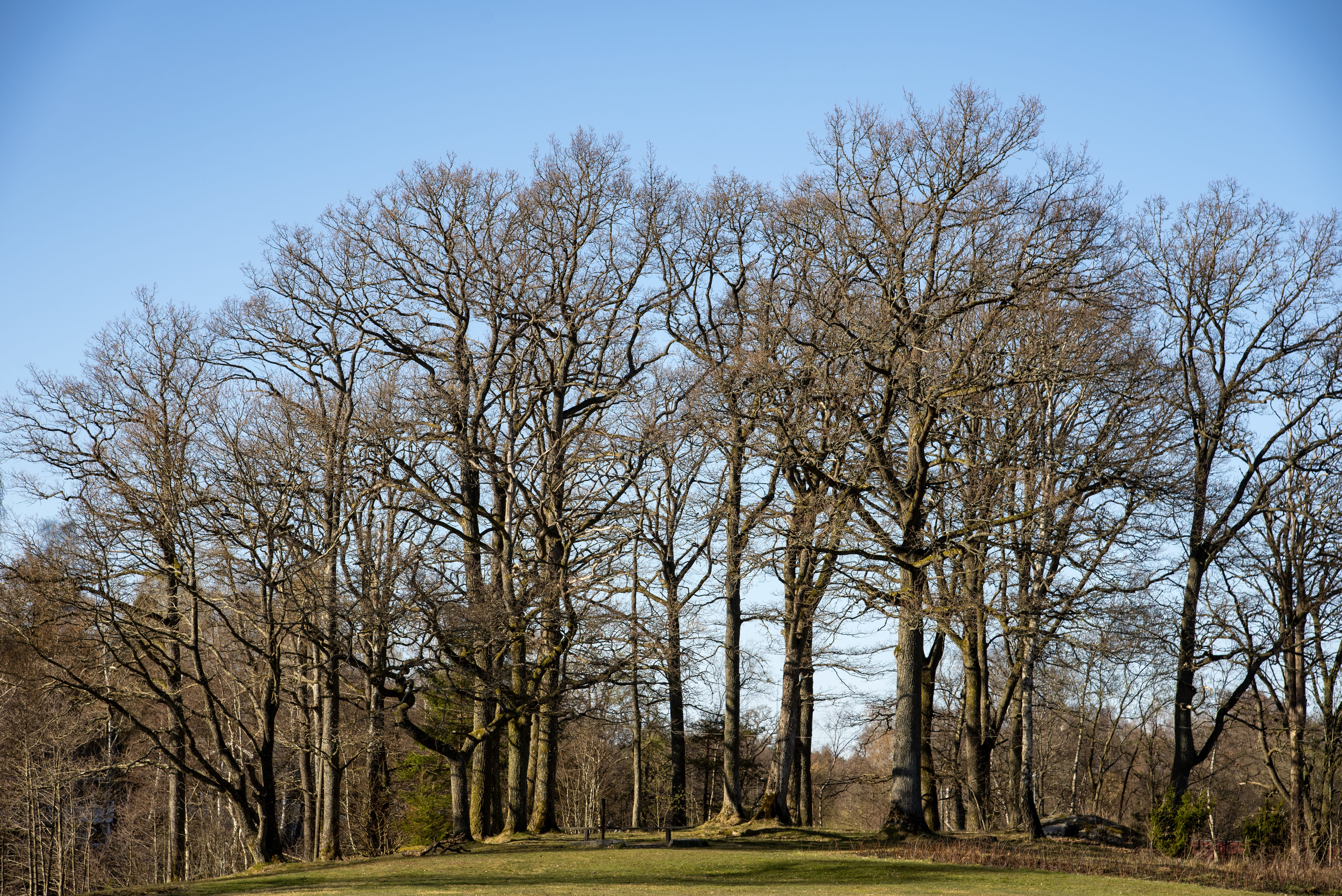 tranquility, tree, april, day, field, 5K, branches, tranquil scene, outdoors, change, sky, forest, treelined, kalt, spring, woodland, growth, bare tree, HD Wallpaper