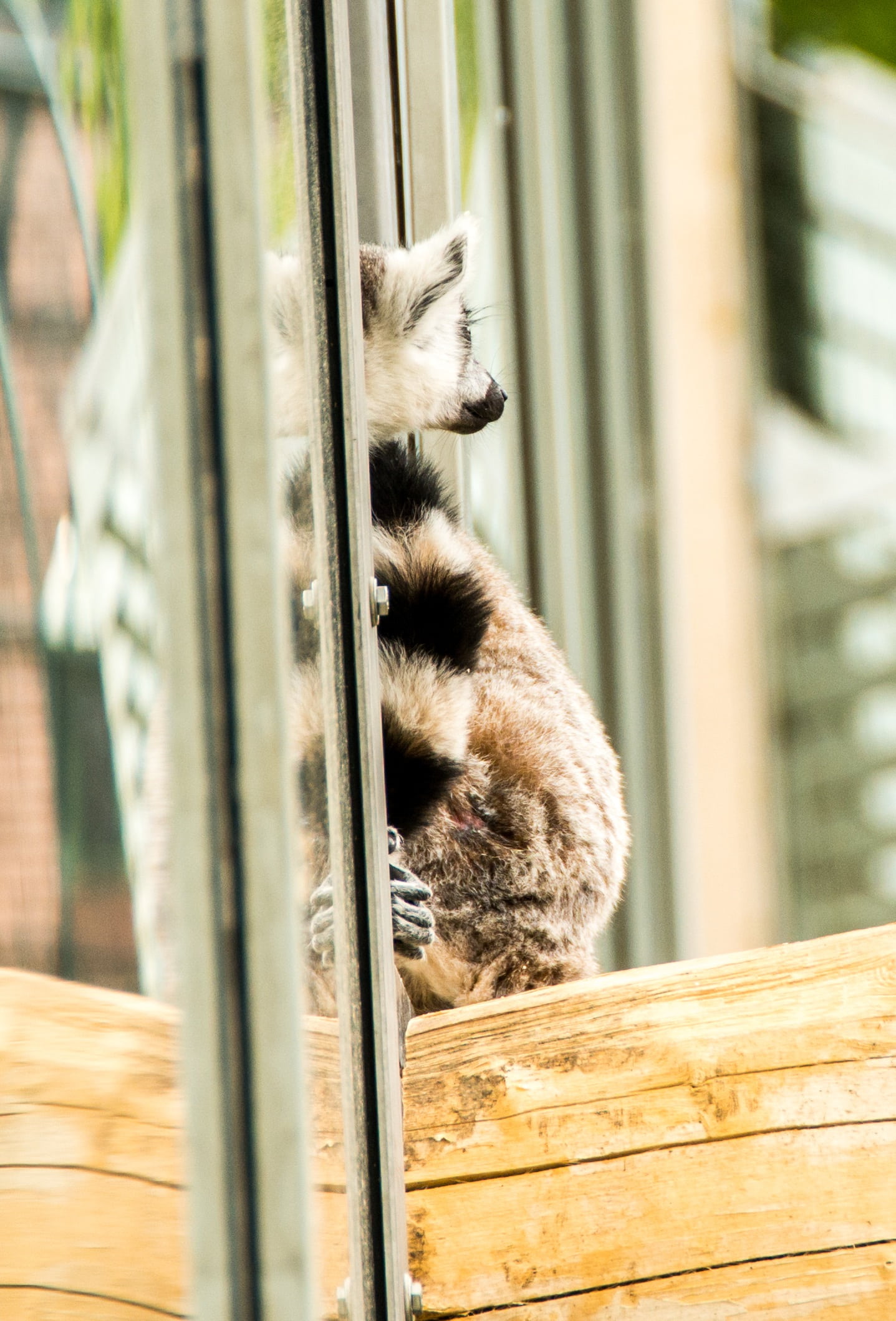 animal, monkey, out, reflection, animals in the wild, feline, window, mammal, lemur, back, 1080P, intelligent, outdoors, domestic, lemur catta, wildlife, Phone HD Wallpaper