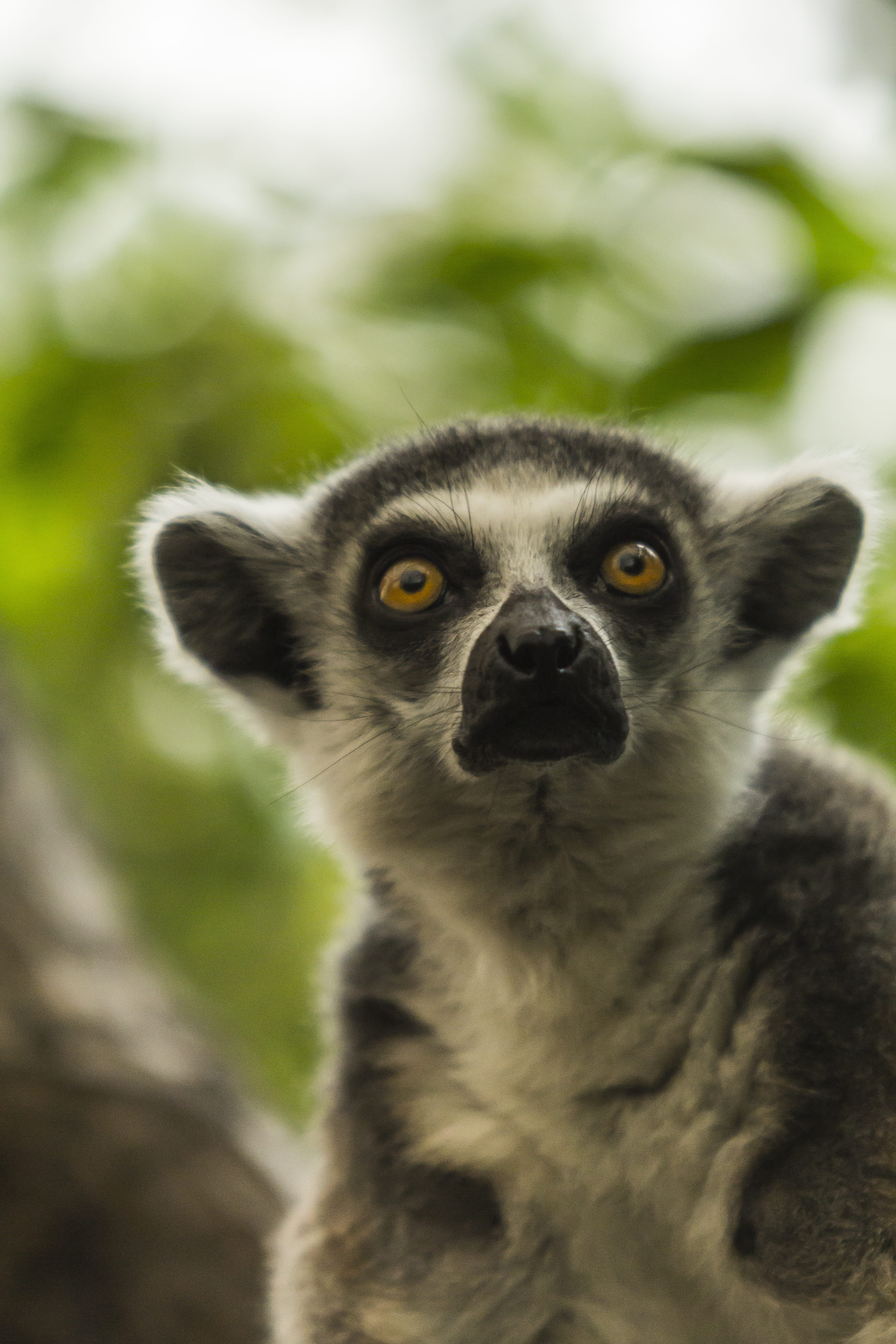 close-up, portrait, ring-tailed, yellow eyes, front view, looking, monkey, lemur, animal body part, wildness, 5K, outdoors, no people, animal, one animal, Phone HD Wallpaper