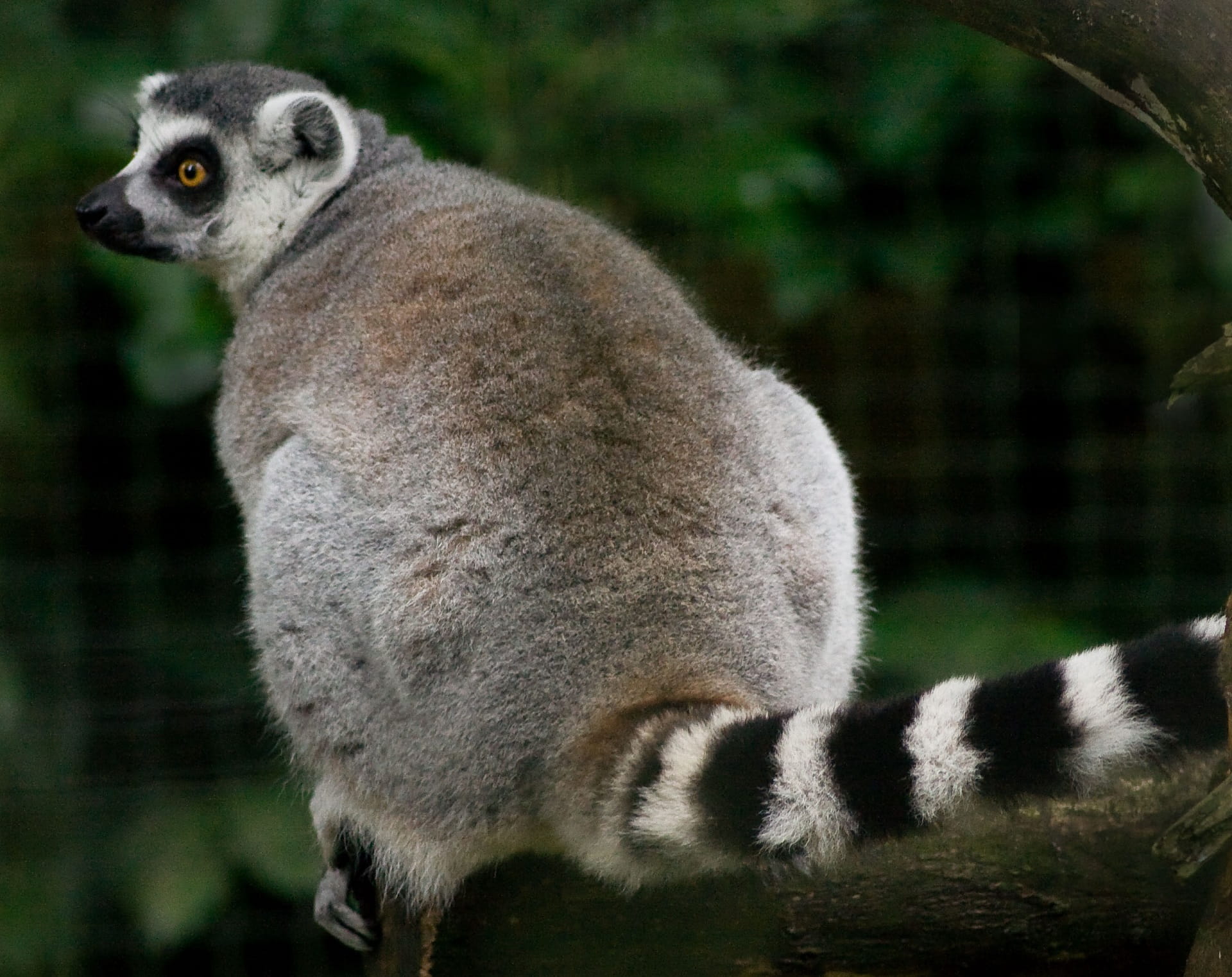 africa, living Organism, wildlife, looking, 1080P, mammal, ring-tailed Lemur, lemur, black Color, monkey, plant, fur, nature, animals In The Wild, animal family, HD Wallpaper