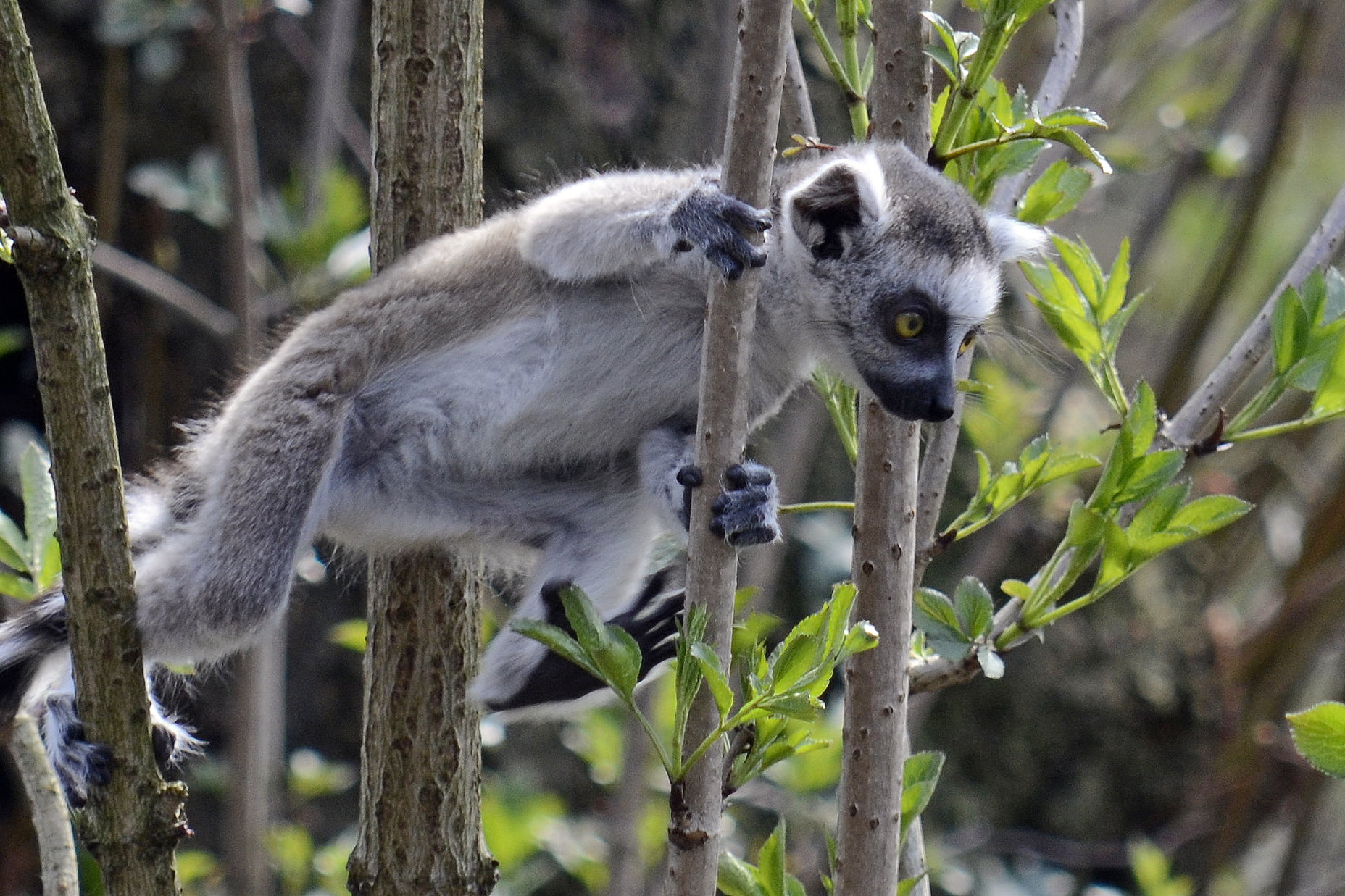 wood, lemur, tropical Rainforest, wildlife, cute, 720P, run, forest, mammal, Nikon  D5100, animals In The Wild, monkey, ring-tailed Lemur, branch, gray, HD Wallpaper