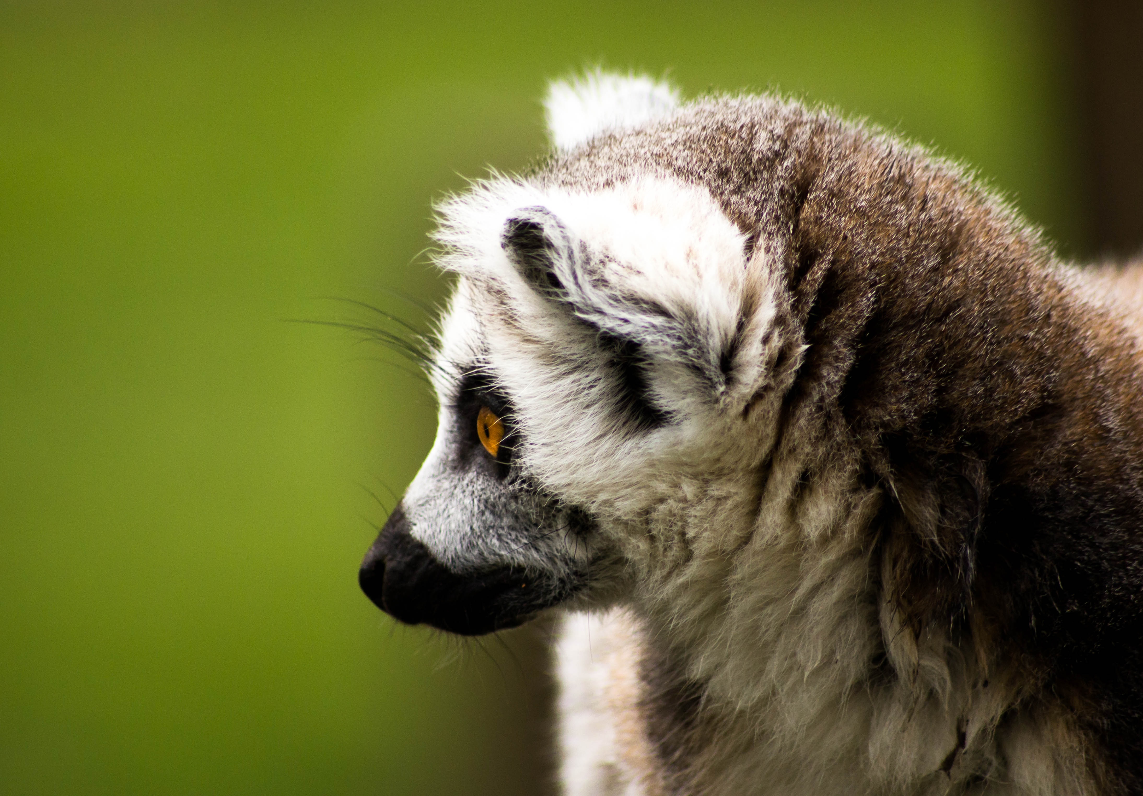 wild, vertebrate, yorkshire wildlife park, forest, striped, fur, animal head, face, profile view, species, ring, pets, ring tailed lemur, animal body part, HD Wallpaper