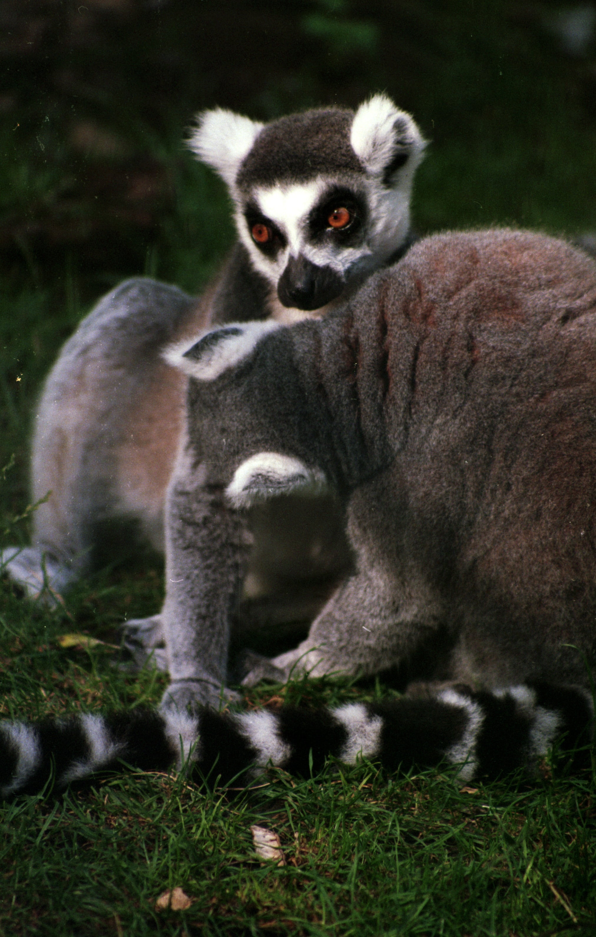 group of animals, forest, animal wildlife, two animals, vertebrate, outdoors, care, field, katta, sitting, no people, 2K, plant, mammal, ring-tailed Lemur, Phone HD Wallpaper