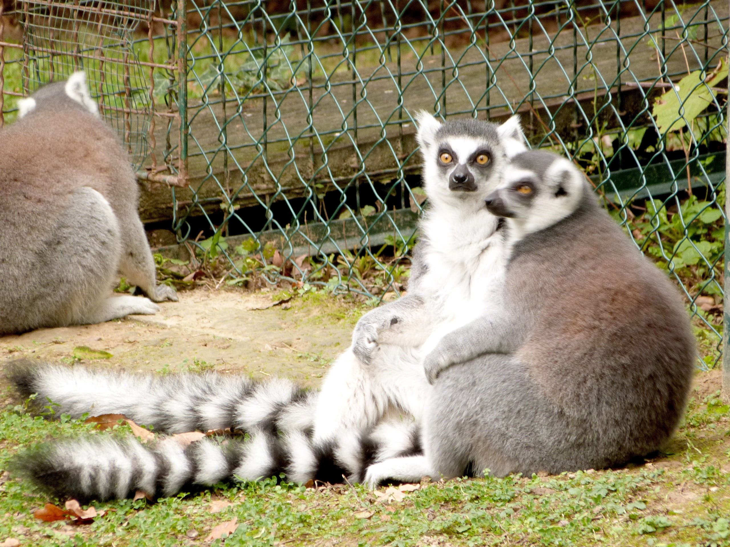 safari, reserve, two animals, park, Mammal, Zoo, cute, vertebrate, grass, wildlife, animals in the wild, fluffy, Monkey, captivity, primate, plant, ring-tailed Lemur, HD Wallpaper