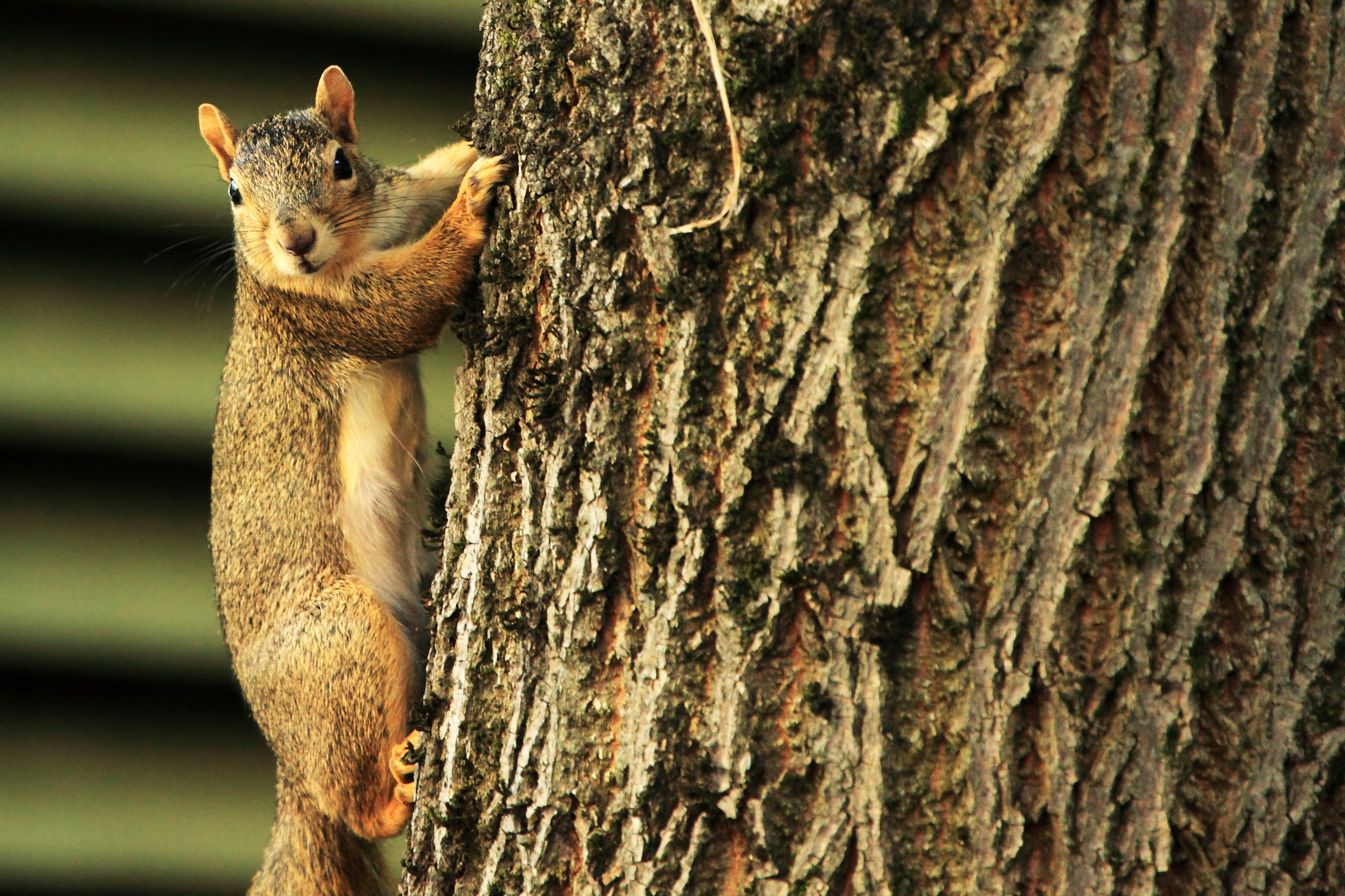 forest, One, Part-1, Squirrel, Part  1, Tree, Hanging, 5K, nature, outdoors, Sup, Close  Up, Wildlife  Photography, wildlife, animal, cute, brown, Portland  Oregon, HD Wallpaper
