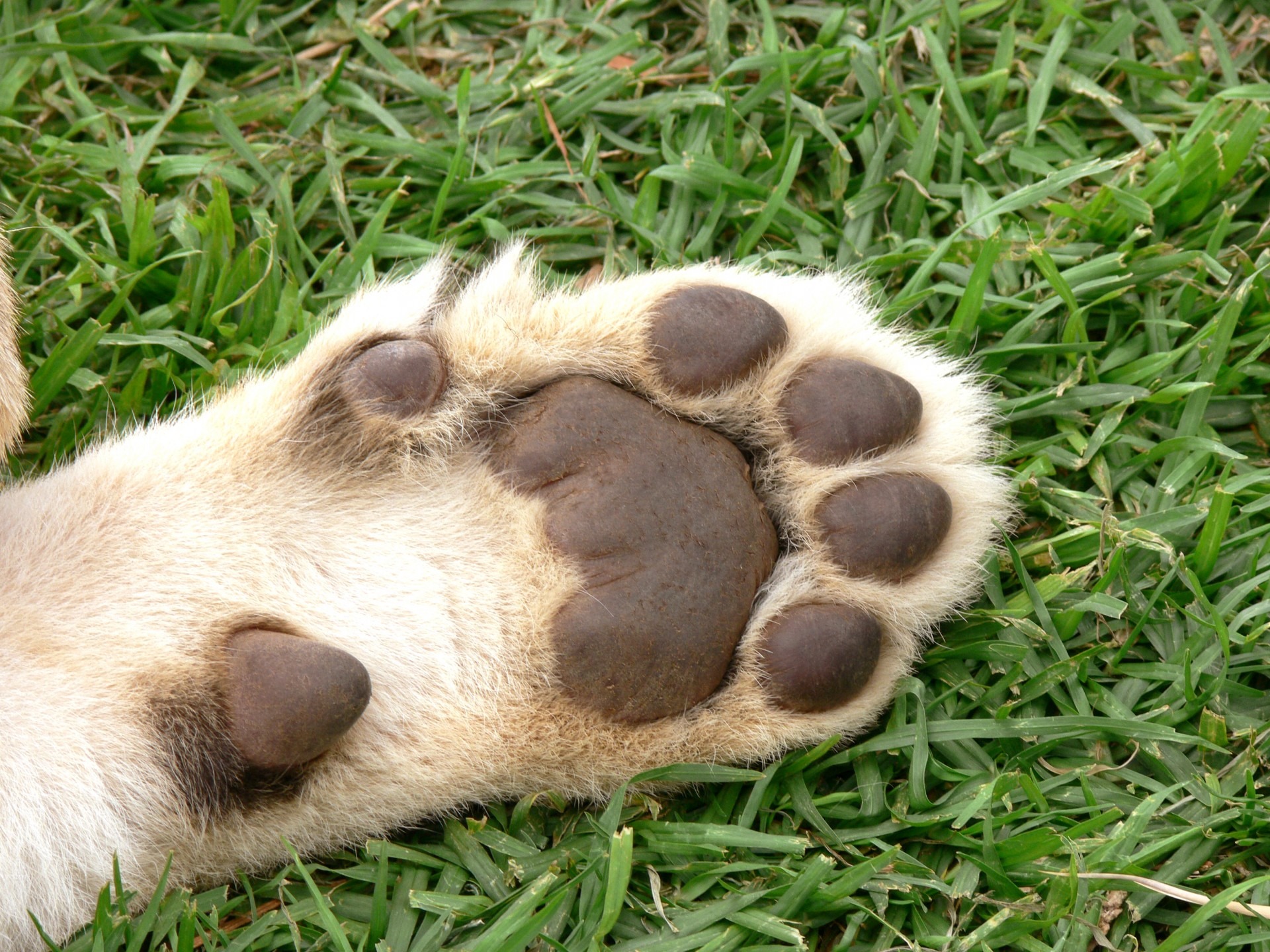 outdoors, green color, grass, big cat, pets, animal, domestic, pads, one animal, plant, cat, animal themes, paw, canine, foot, wildlife, vertebrate, no people, HD Wallpaper