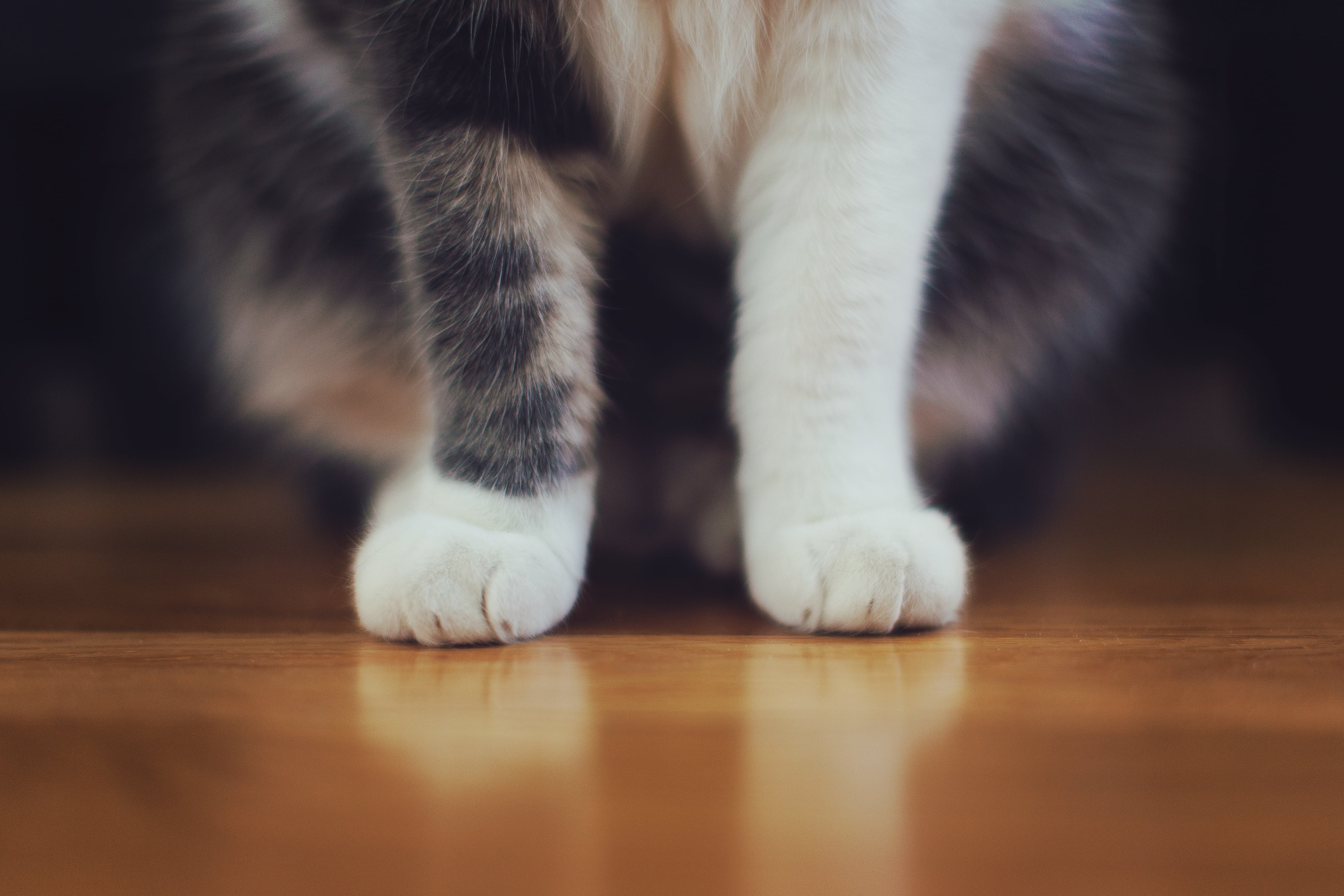 looking, animal, kitten, body part, fur, flooring, furry, one Animal, animal body part, indoors, human body part, feline, low section, wood, brown, pets, HD Wallpaper