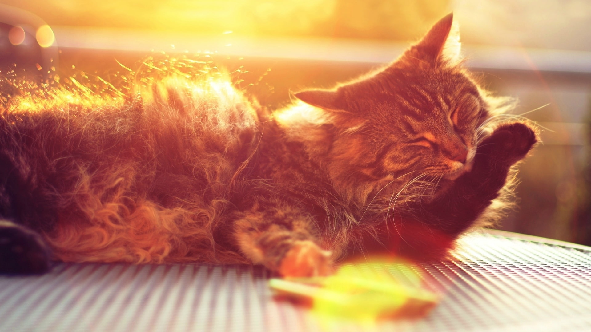 persian cat, no people, feline, wool, animal, domestic animals, animal head, domestic cat, lying down, paw, brown, sunlight, close-up, rays, cute, the sun, HD Wallpaper