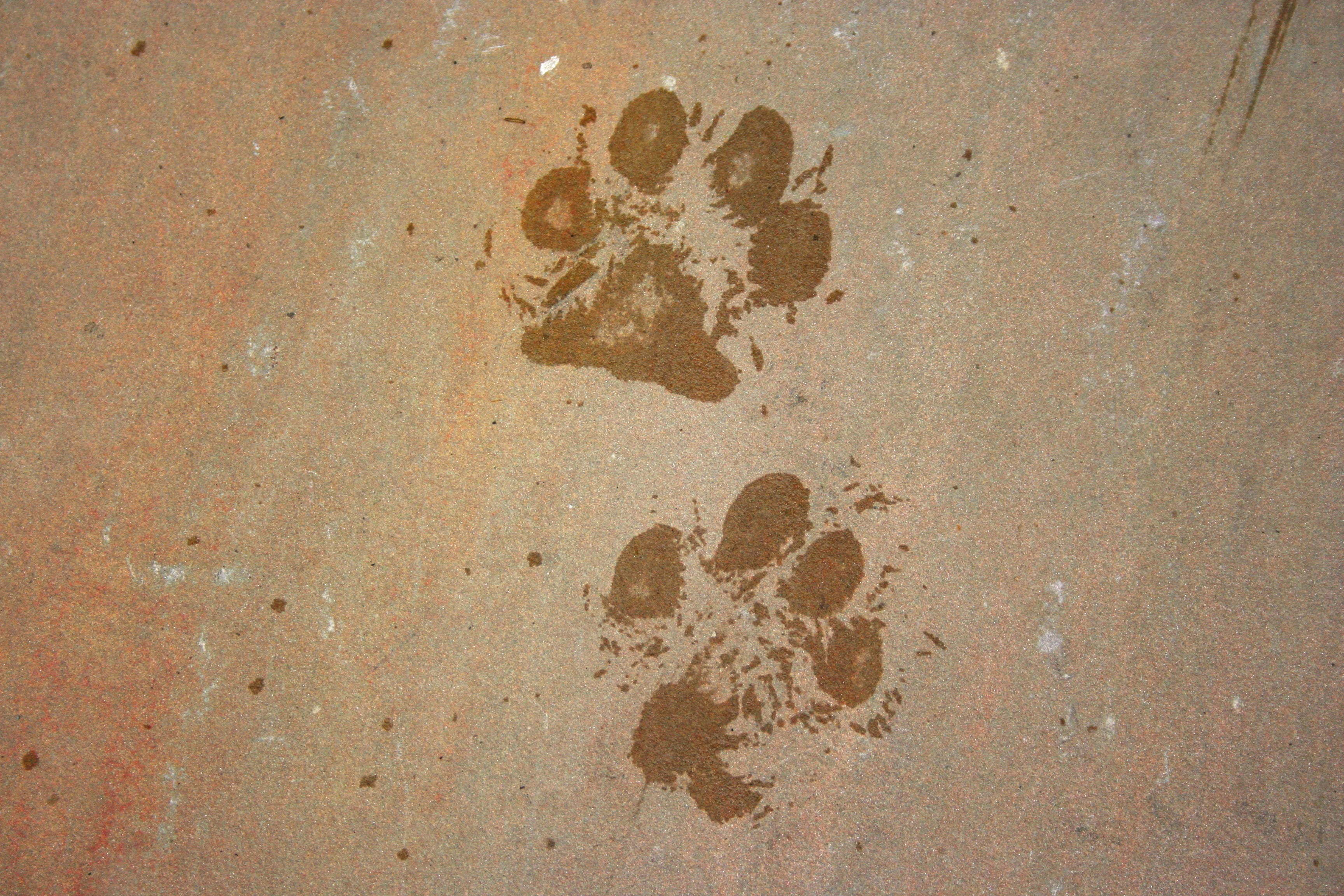mark, close-up, pet, high angle view, trail, outdoors, no people, pattern, dog, backgrounds, wall - building feature, textured, nature, brown, track - imprint, HD Wallpaper