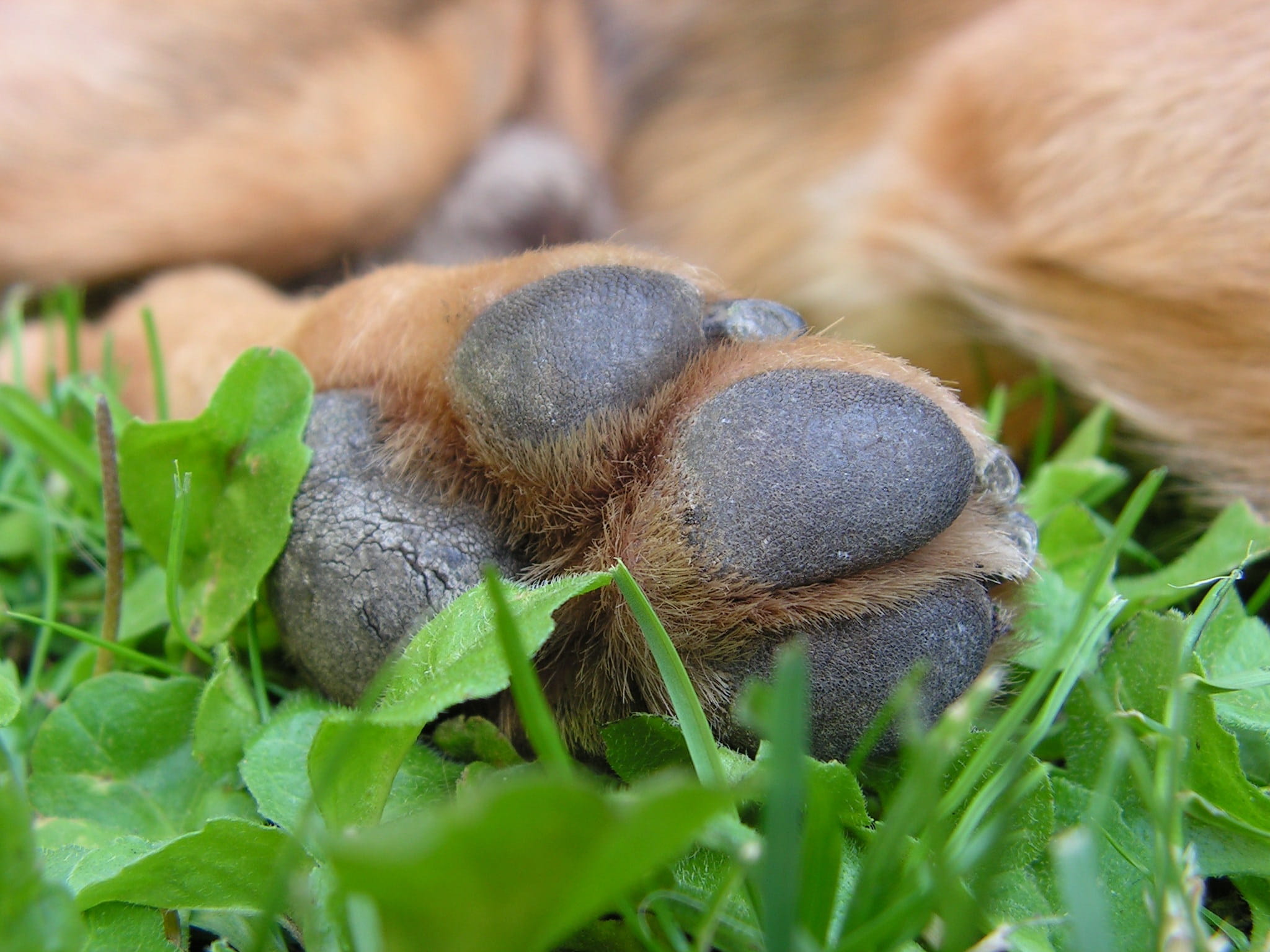 animal wildlife, animal, day, leaf, 1080P, Dog, one animal, outdoors, close-up, animal body part, Track, invertebrate, brown, green color, animal themes, HD Wallpaper