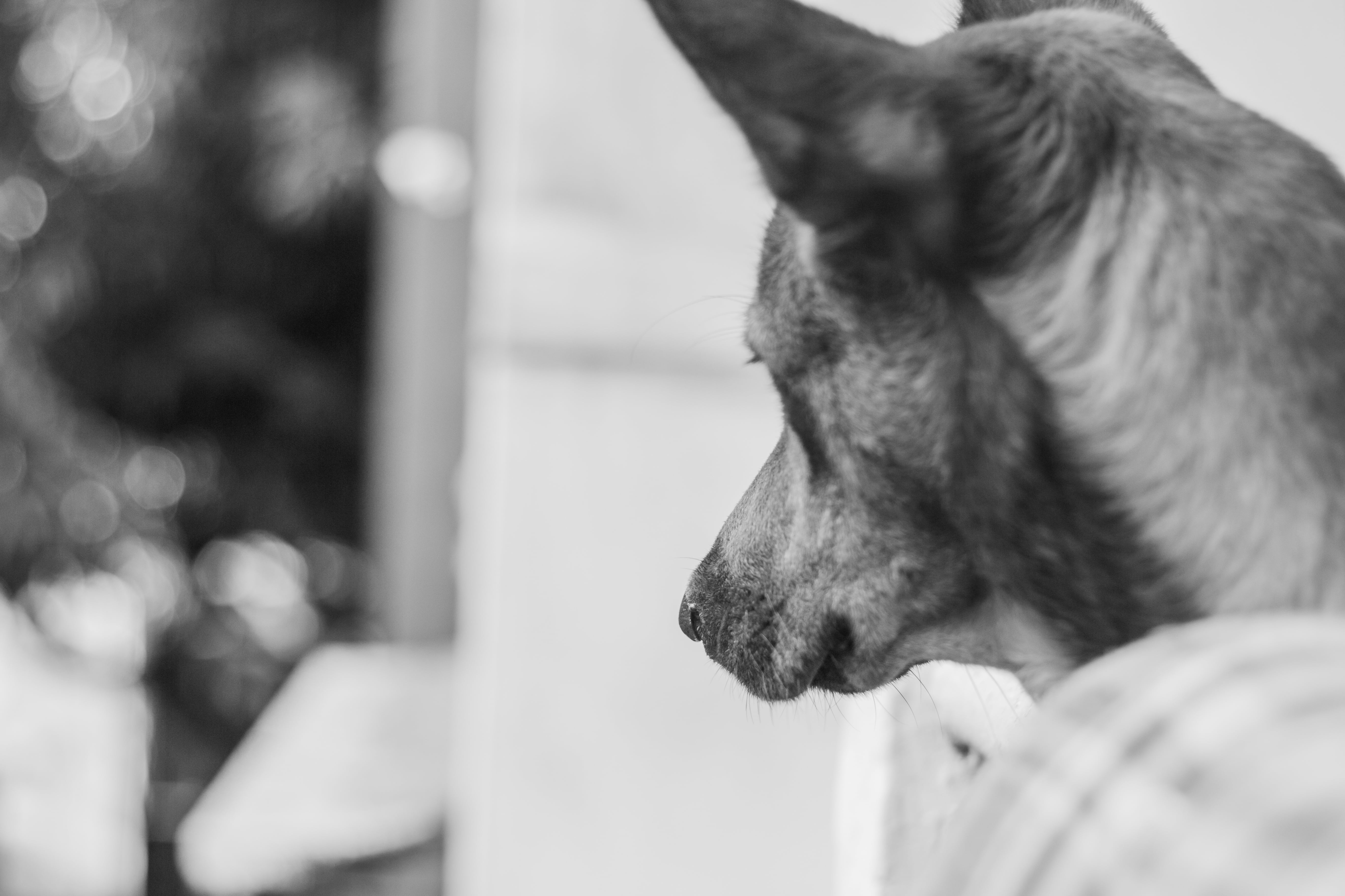 cute, dog, sign, happy, canine, side view, domestic animals, puppy, symbol, paw, selective focus, close-up, wildlife, mammal, foot, pets, wild, eyes, ears, HD Wallpaper