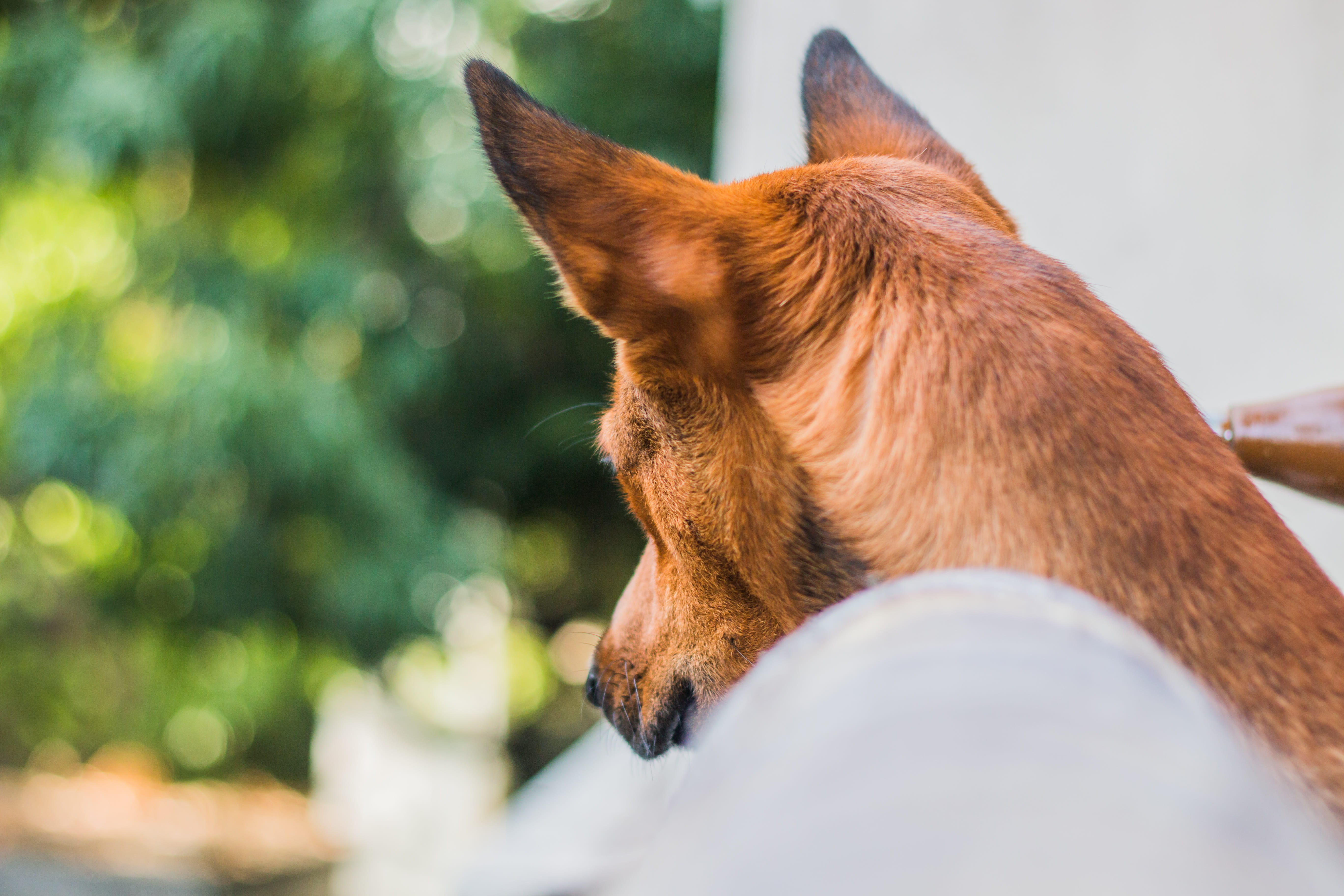 love, doggy, animal head, profile view, small, day, focus on foreground, domestic, playful, wildlife, Pet, ears, young, brown, animal body part, friend, HD Wallpaper