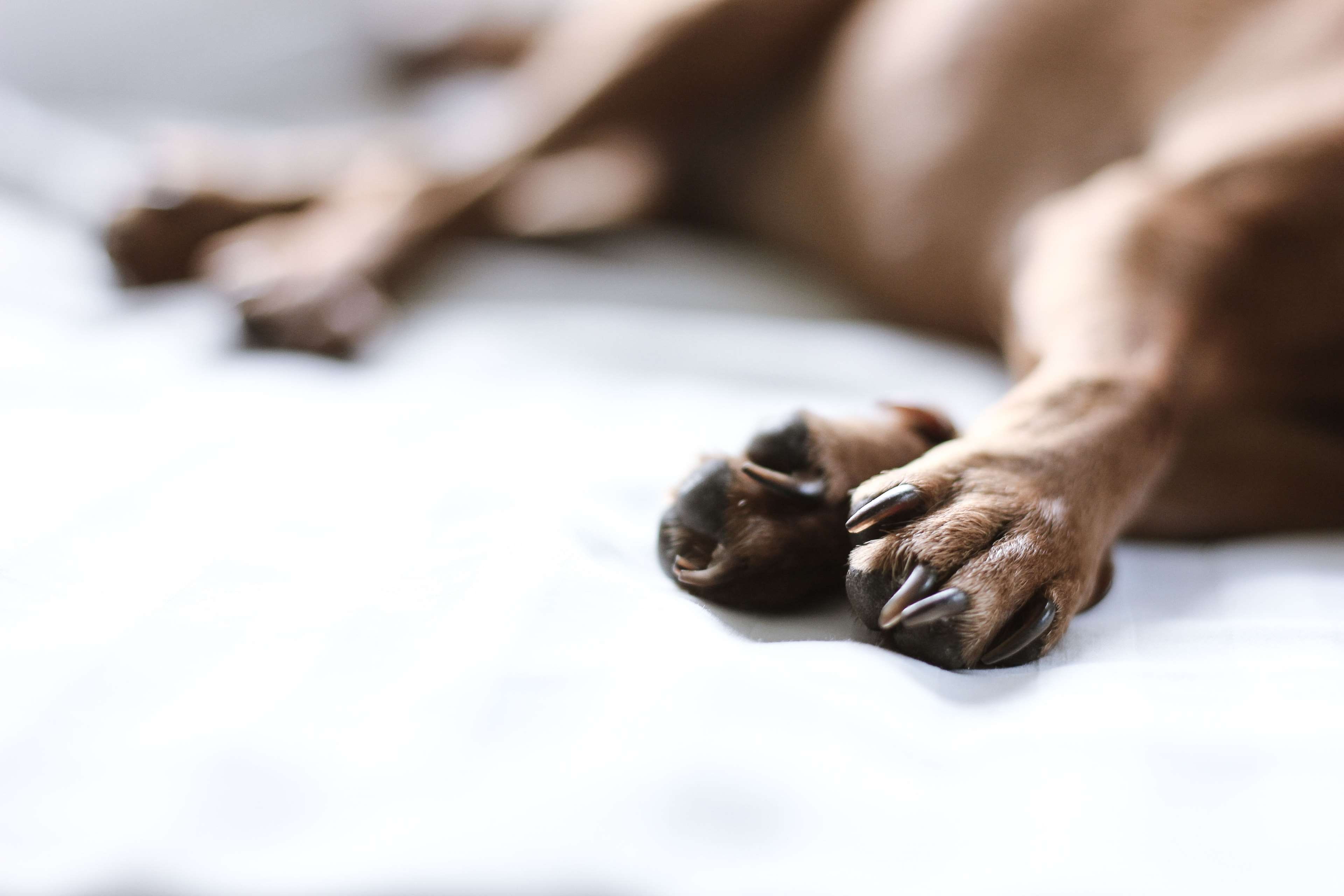 dog love, paw, animal leg, minpin, human foot, resting, human limb, human body part, love, people, selective focus, close-up, limb, sleep, mammal, animal body part, HD Wallpaper