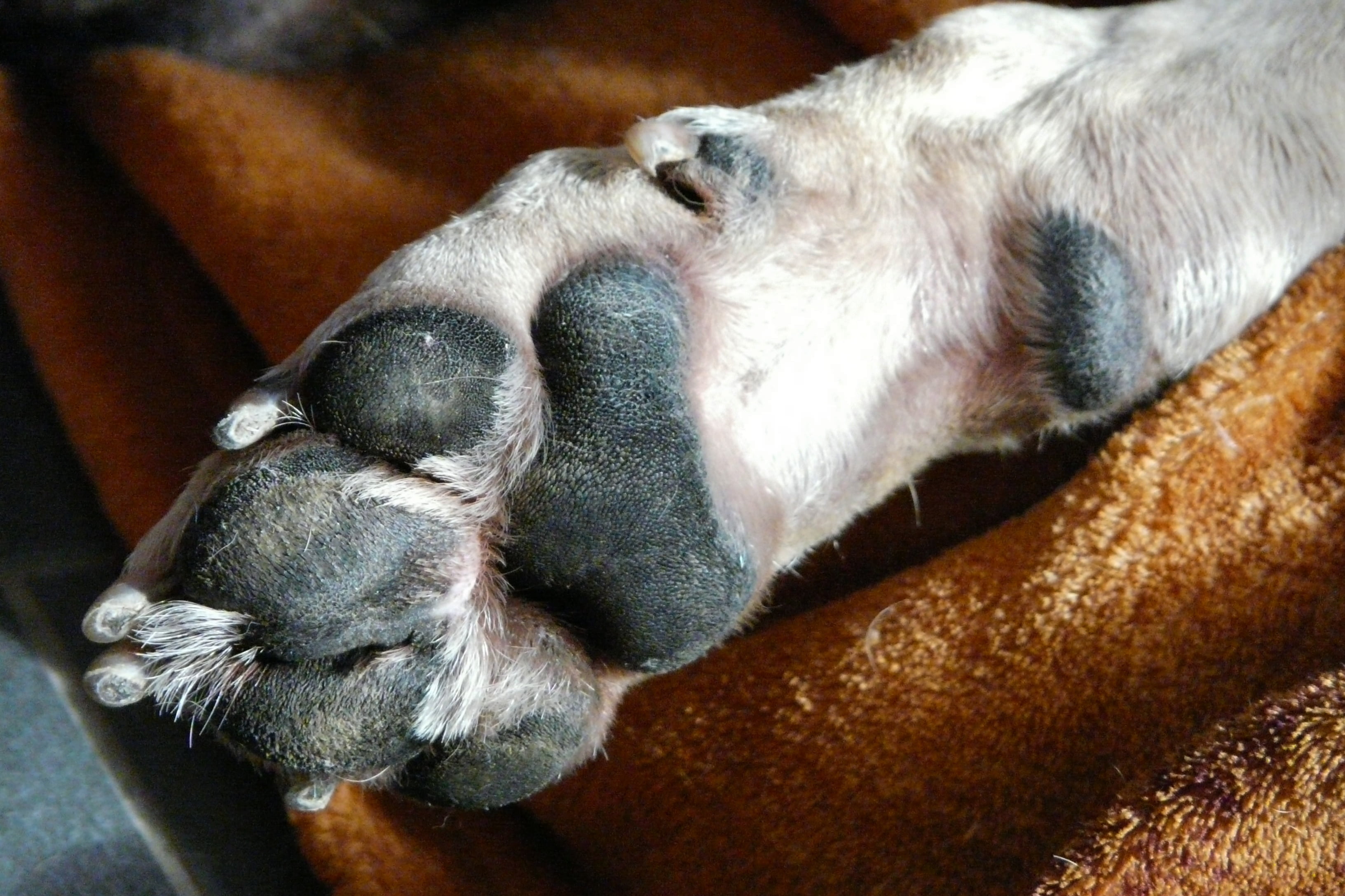 animal body part, eyes closed, dog paw, fur, ten, animal, sleeping, vertebrate, close, pet, domestic animals, close-up, luck, no people, animal themes, HD Wallpaper