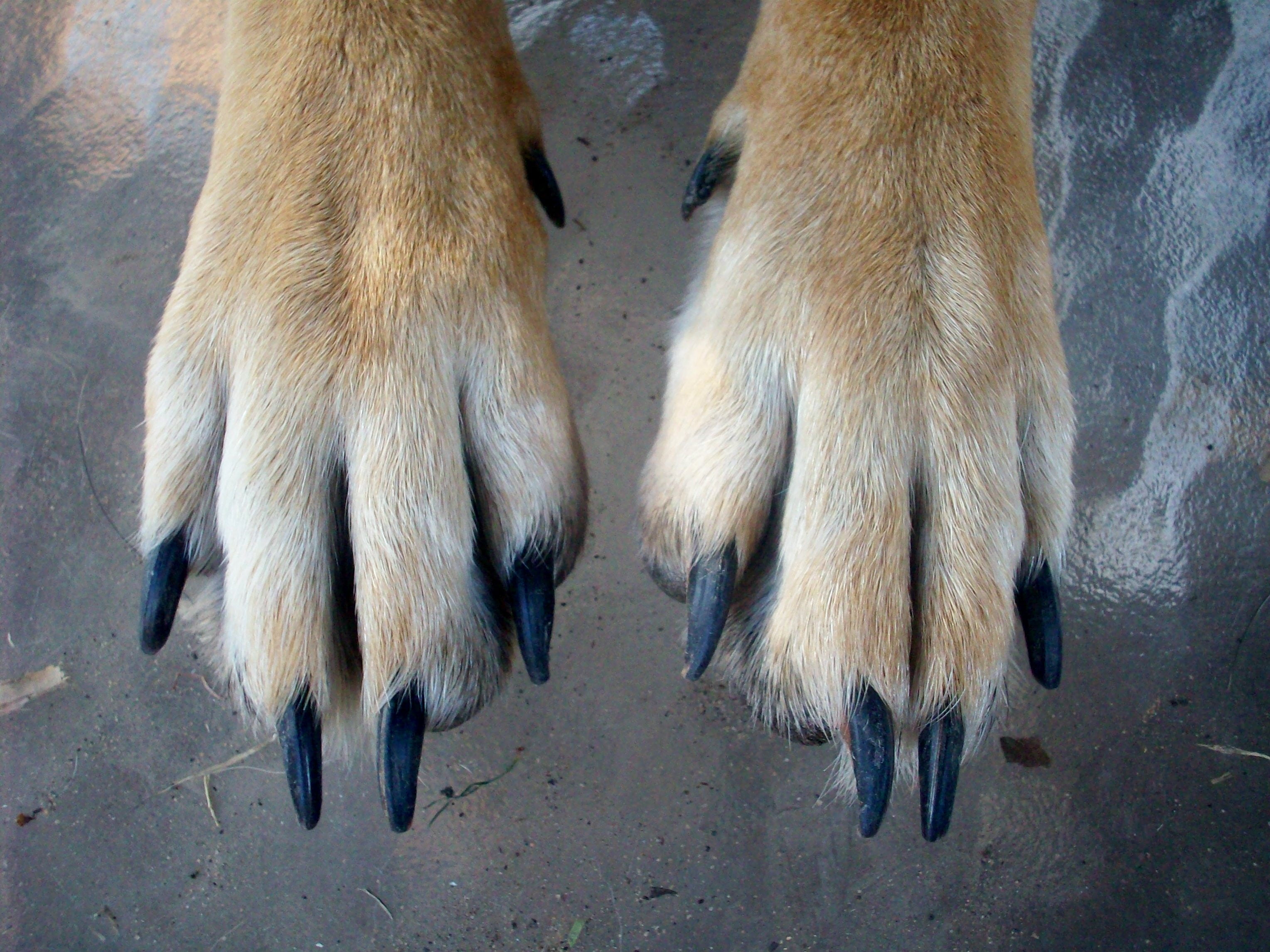 mammal, animal themes, day, outdoors, dog, vertebrate, animal, foot, 2K, canine, no people, high angle view, one animal, animal leg, pet, puppy, animals in the wild, HD Wallpaper